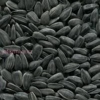 Prodám proso žluté  a slunečnici černou