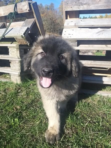 Nabízím štěně Šarplaninský pastevecký pes