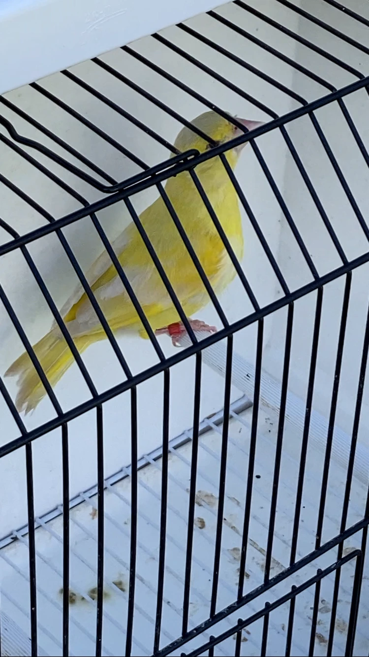 Zvonek zelený - mutace