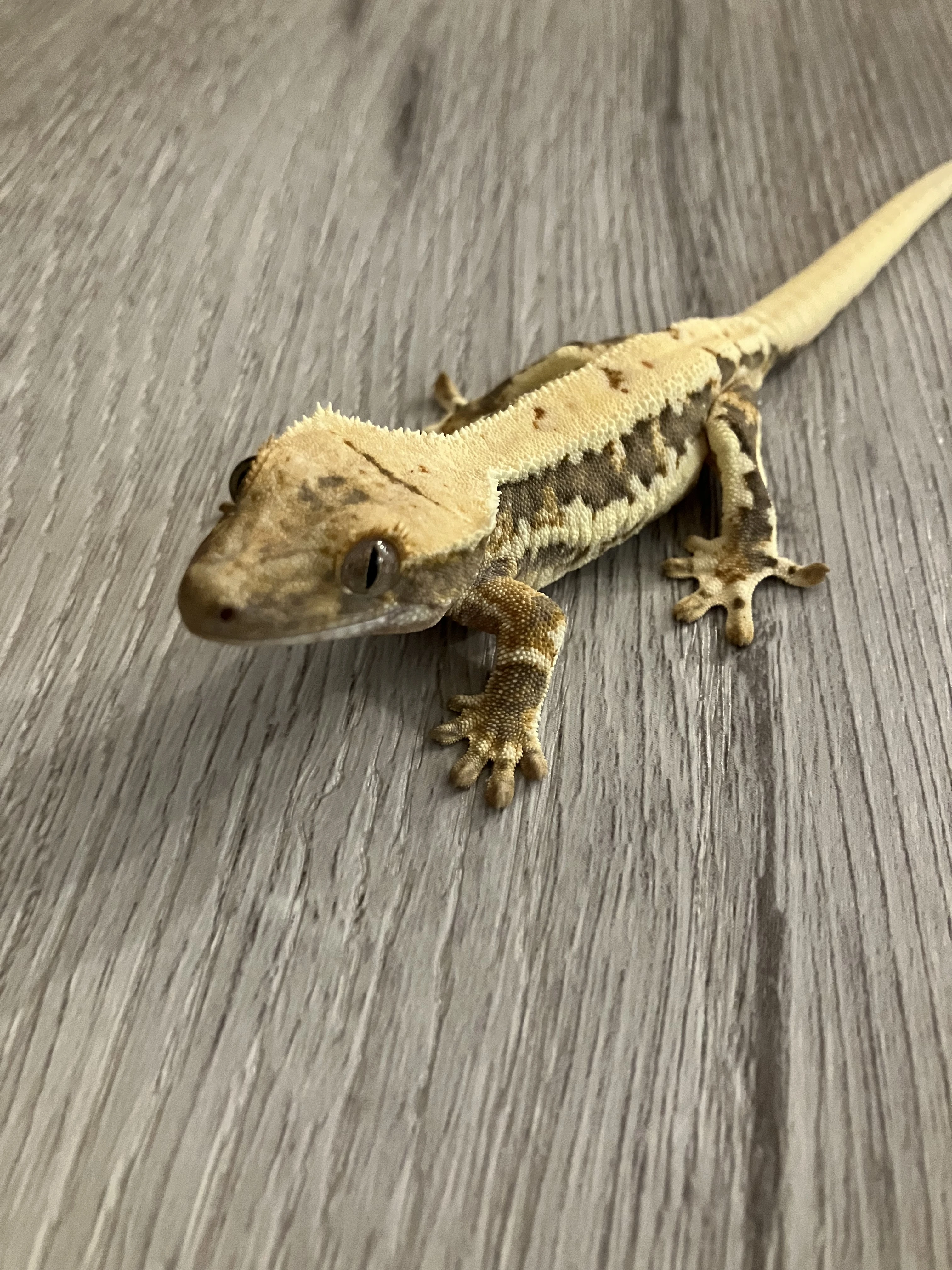 Pagekon řasnatý mláďata