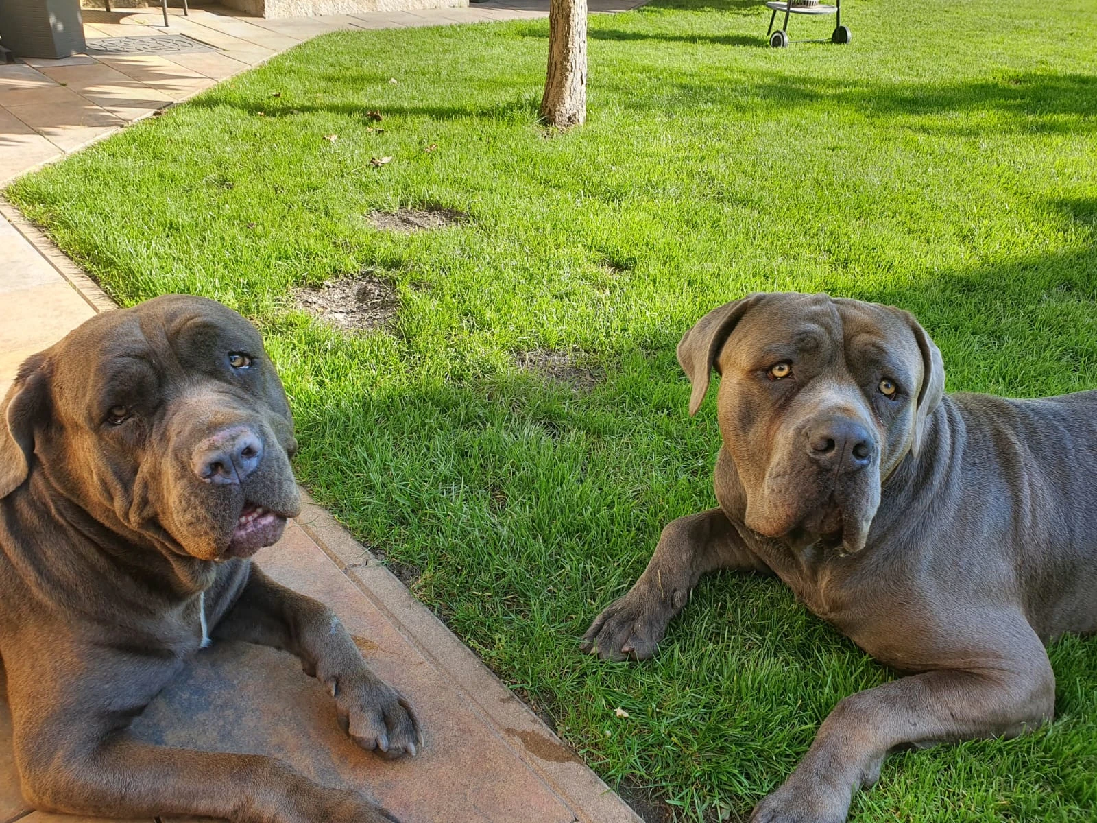 Prodej štěňat Bandoga