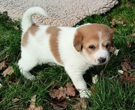 Kanaánský pes štěně s PP - Canaan Dog