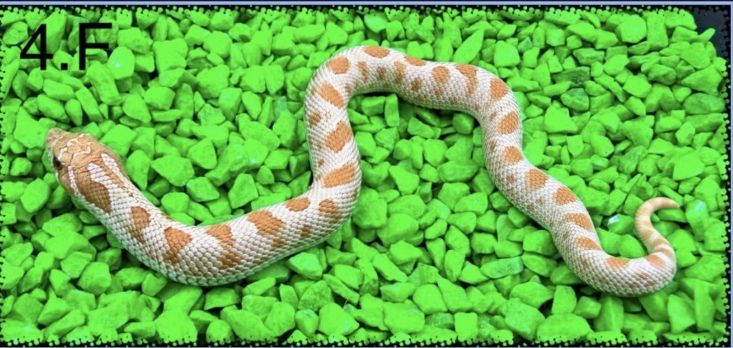 Heterodon nosatý Toffee Anaconda samice