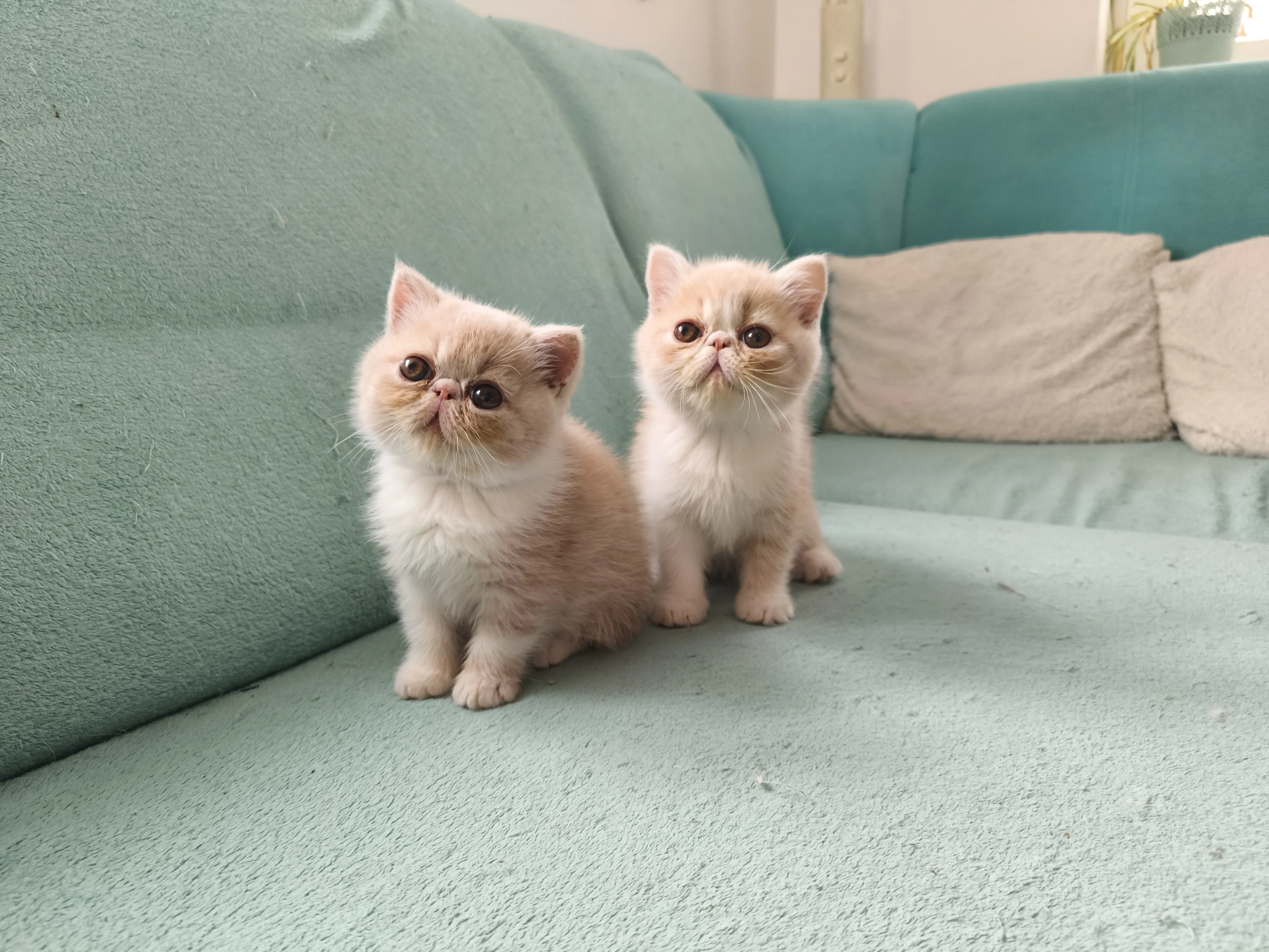 Exotická koťata - kocourci