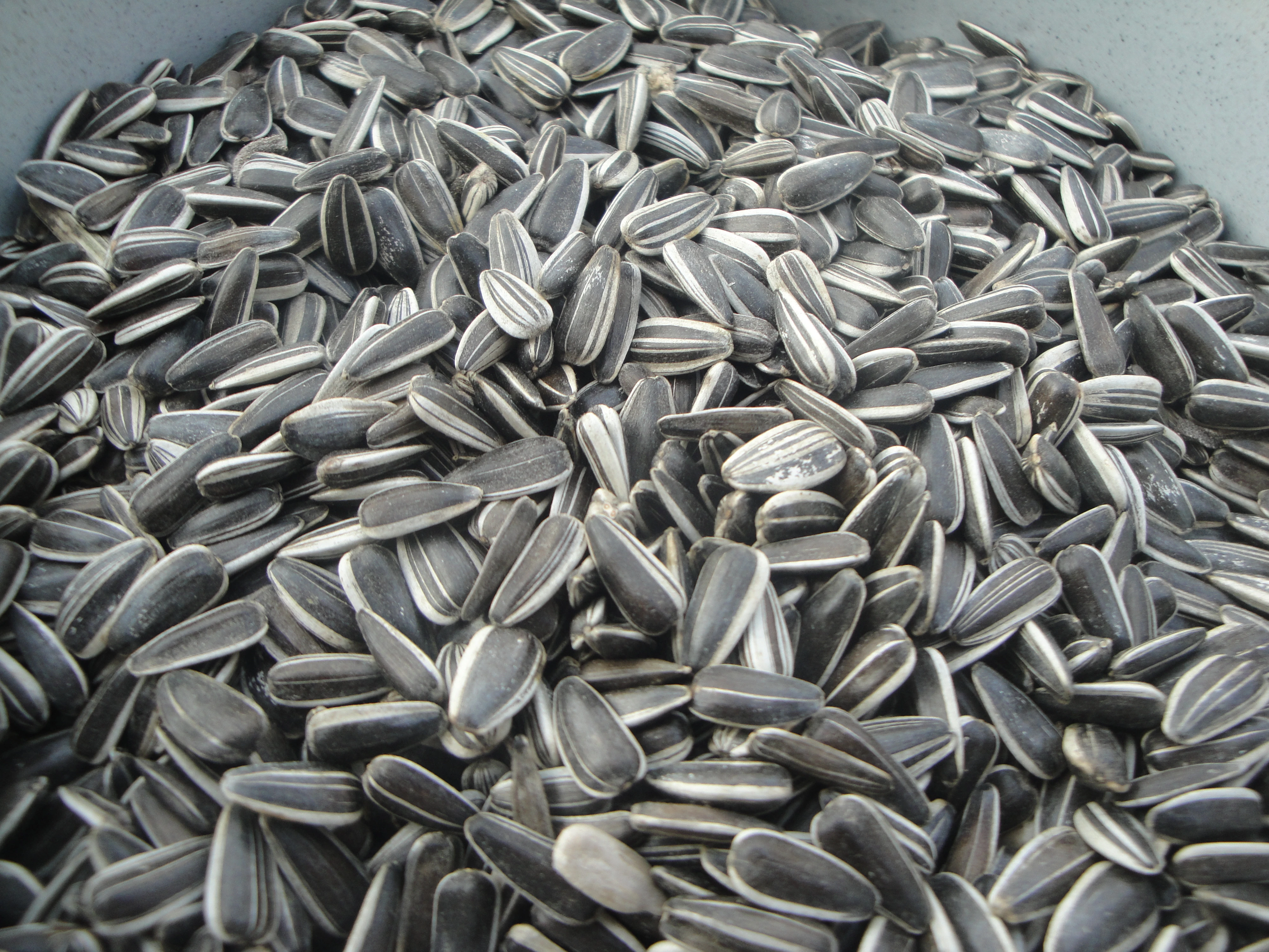 Slunečnice, lesknice, kukuřice , proso, len a další