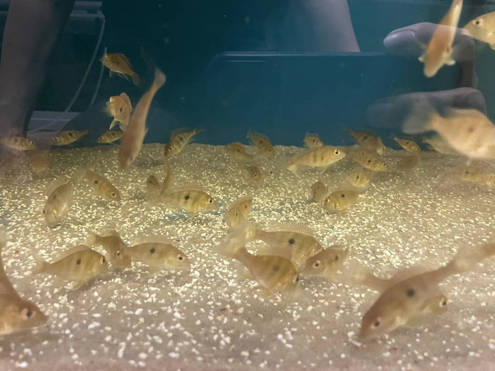 Geophagus tapajos red head