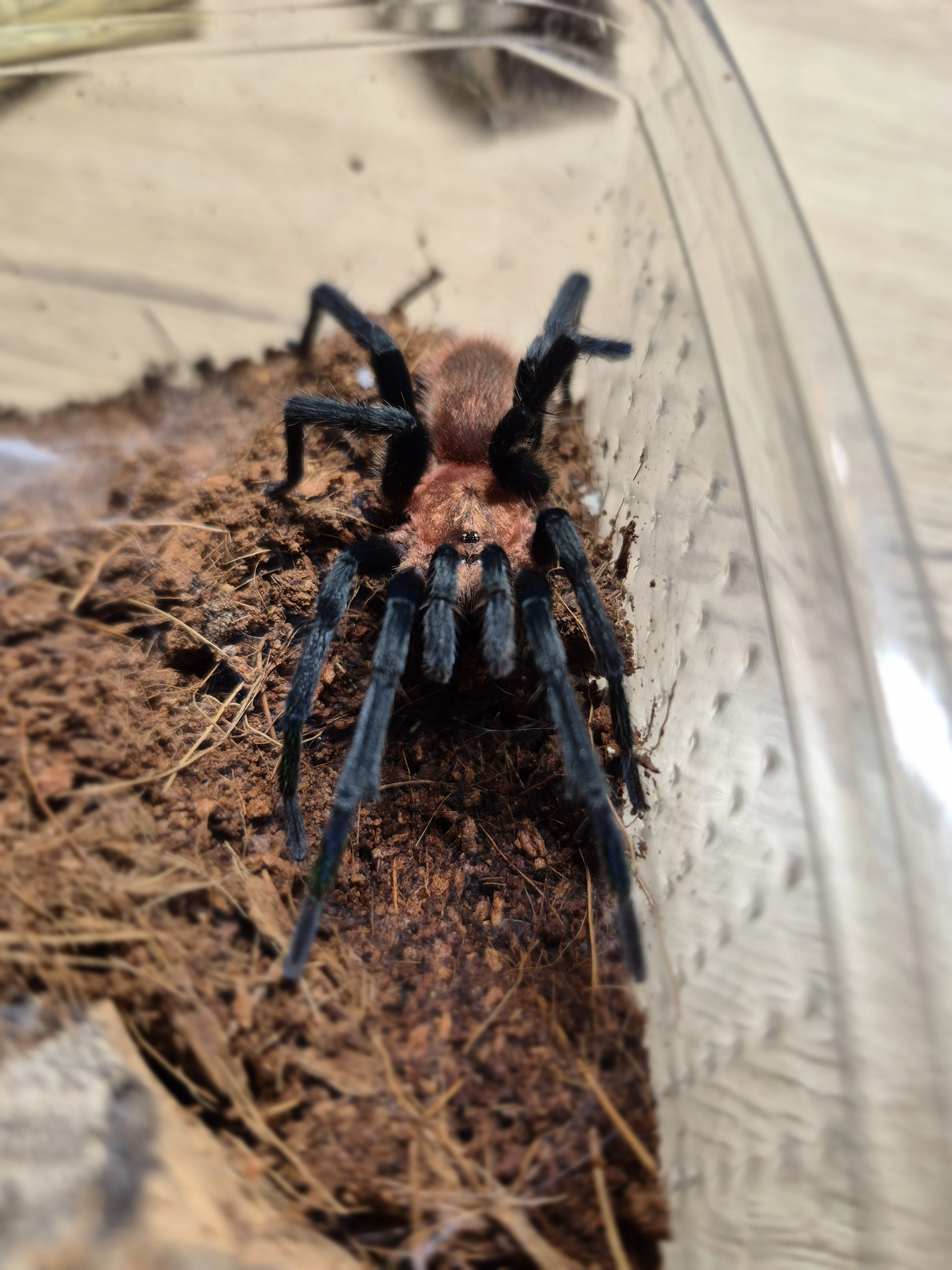 1,0 ad.holothele longipes