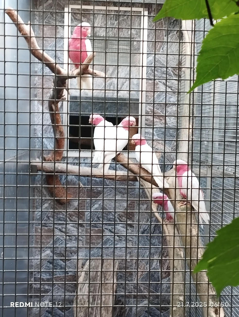 Kakadu růžový lutino