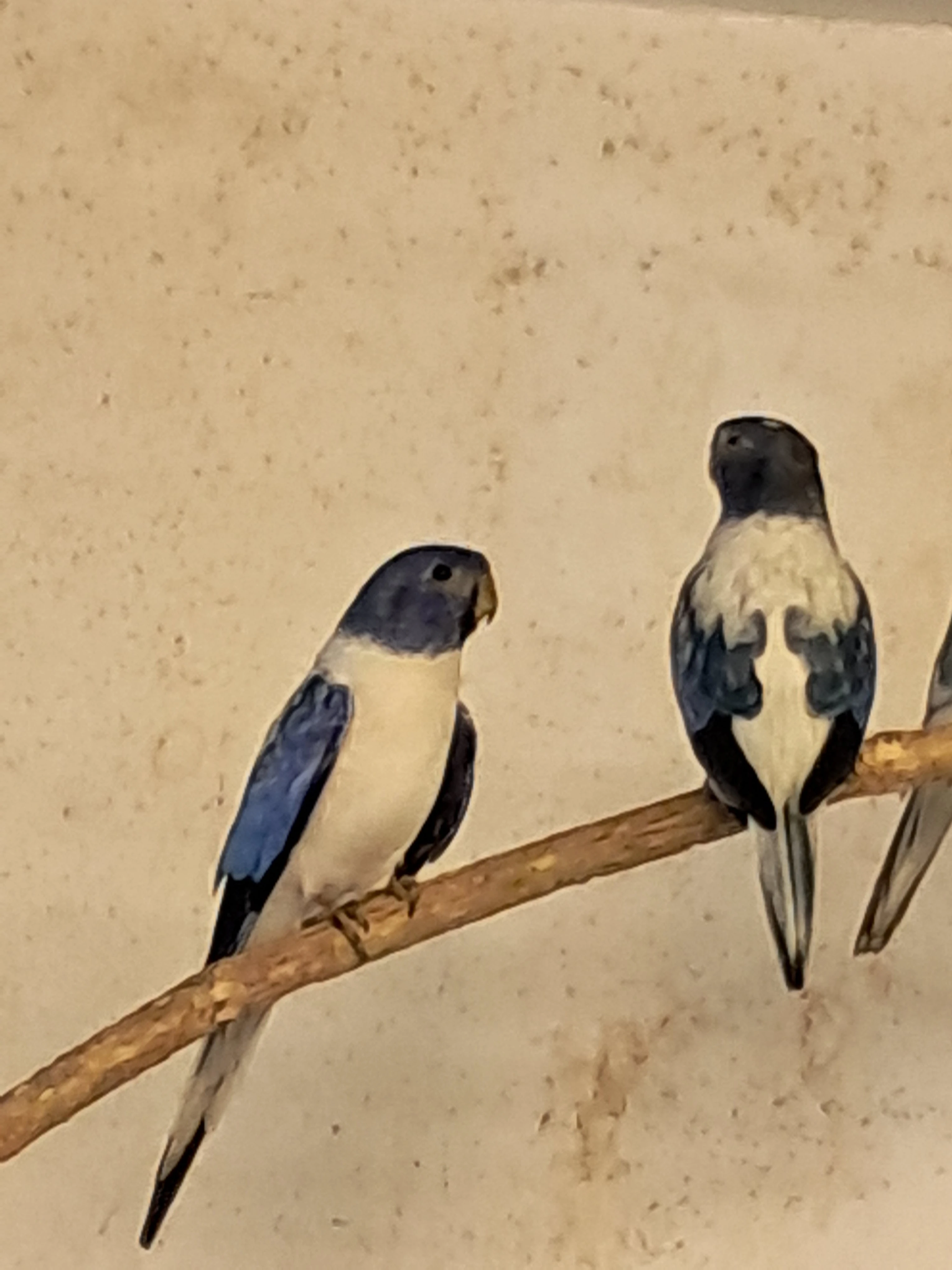 Neoféma modrohlavá opalin violeta 2f - 0,1 kroužek 25, za 1,0 totéž