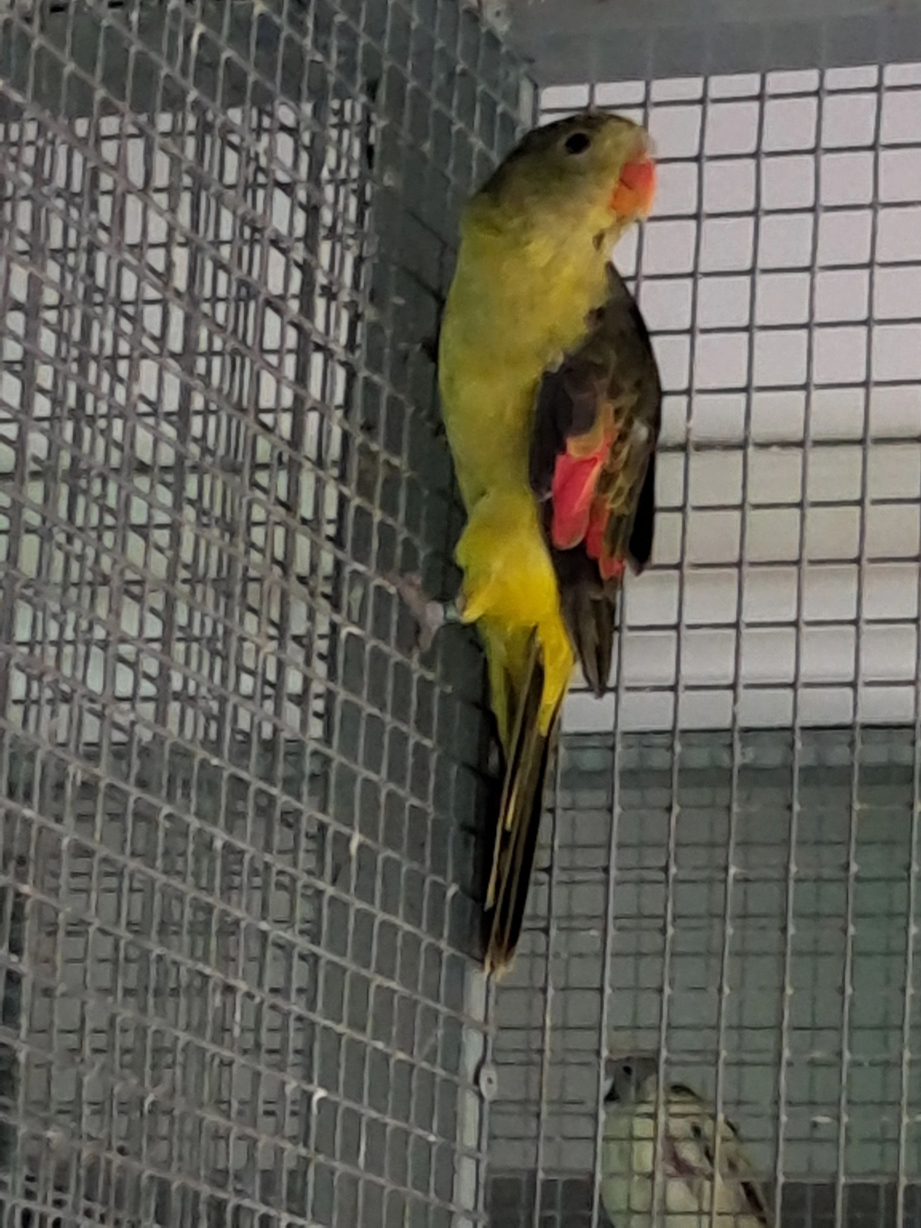 Červenokřídlý ŽLUTÝŠedozelený - 0,1 s testy dna, pbfd a apv