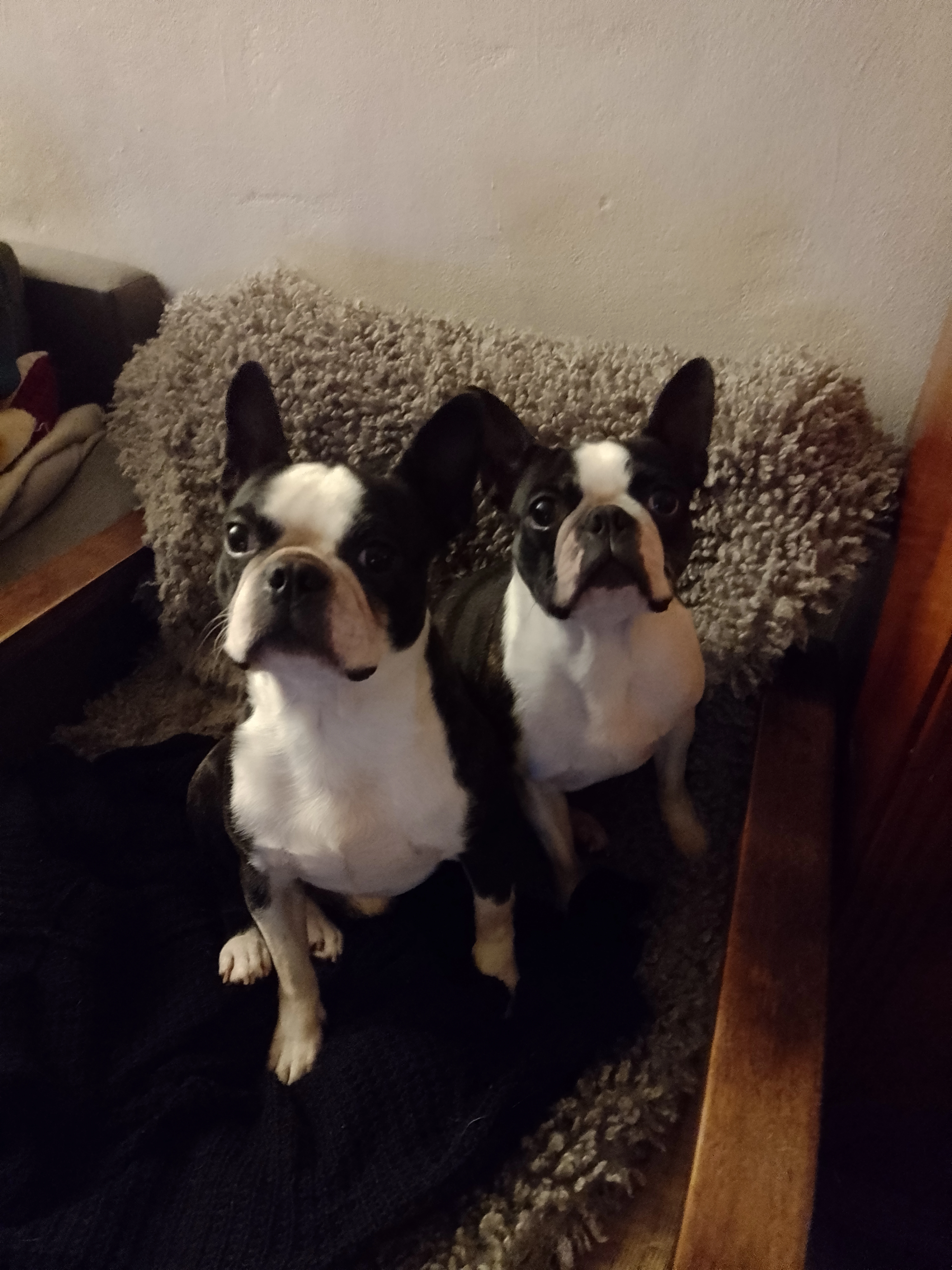 Bostonský teriér štěňátka s PP FCI