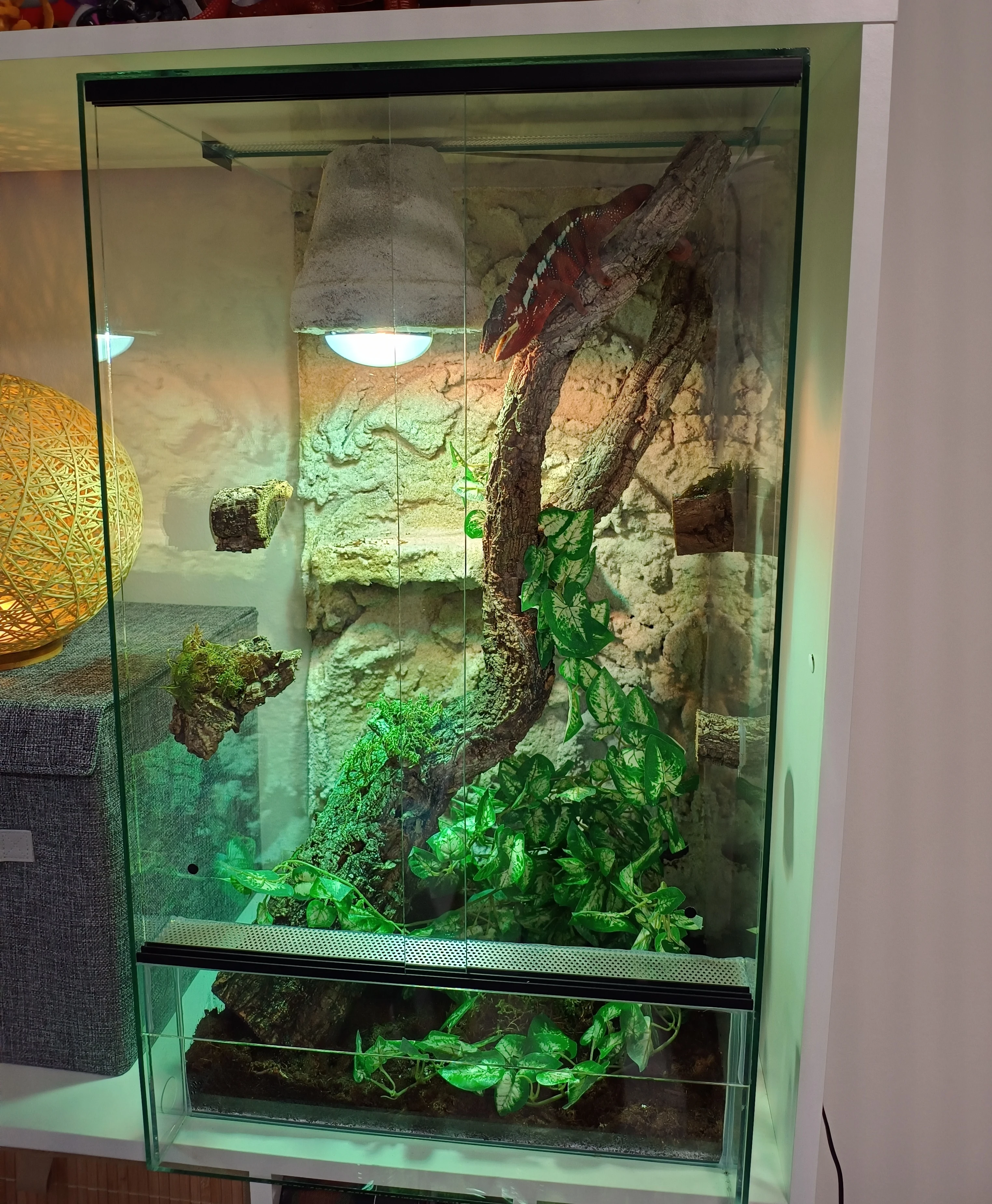 Prodam plne vybavene terarium