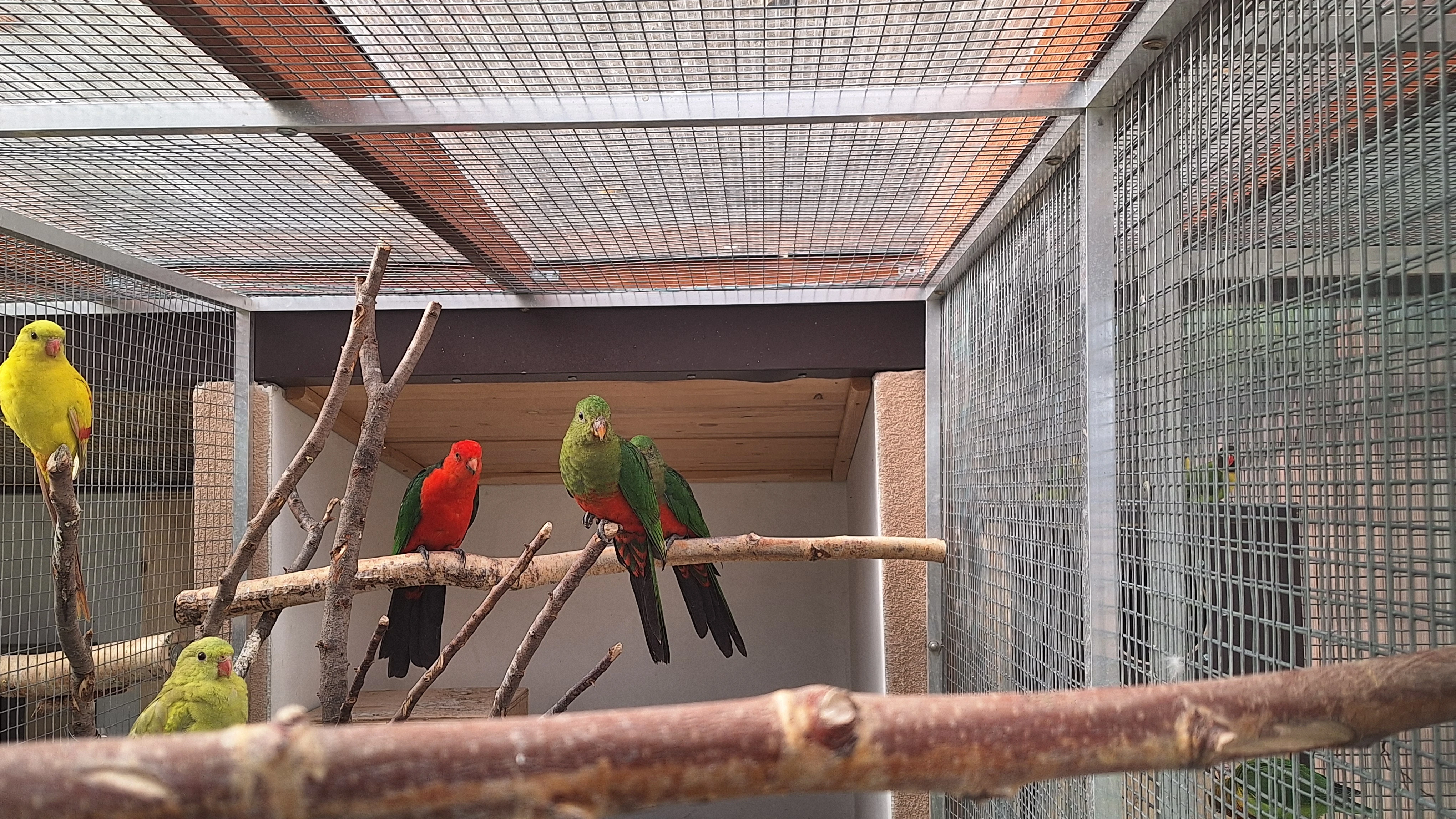 Papoušek královský