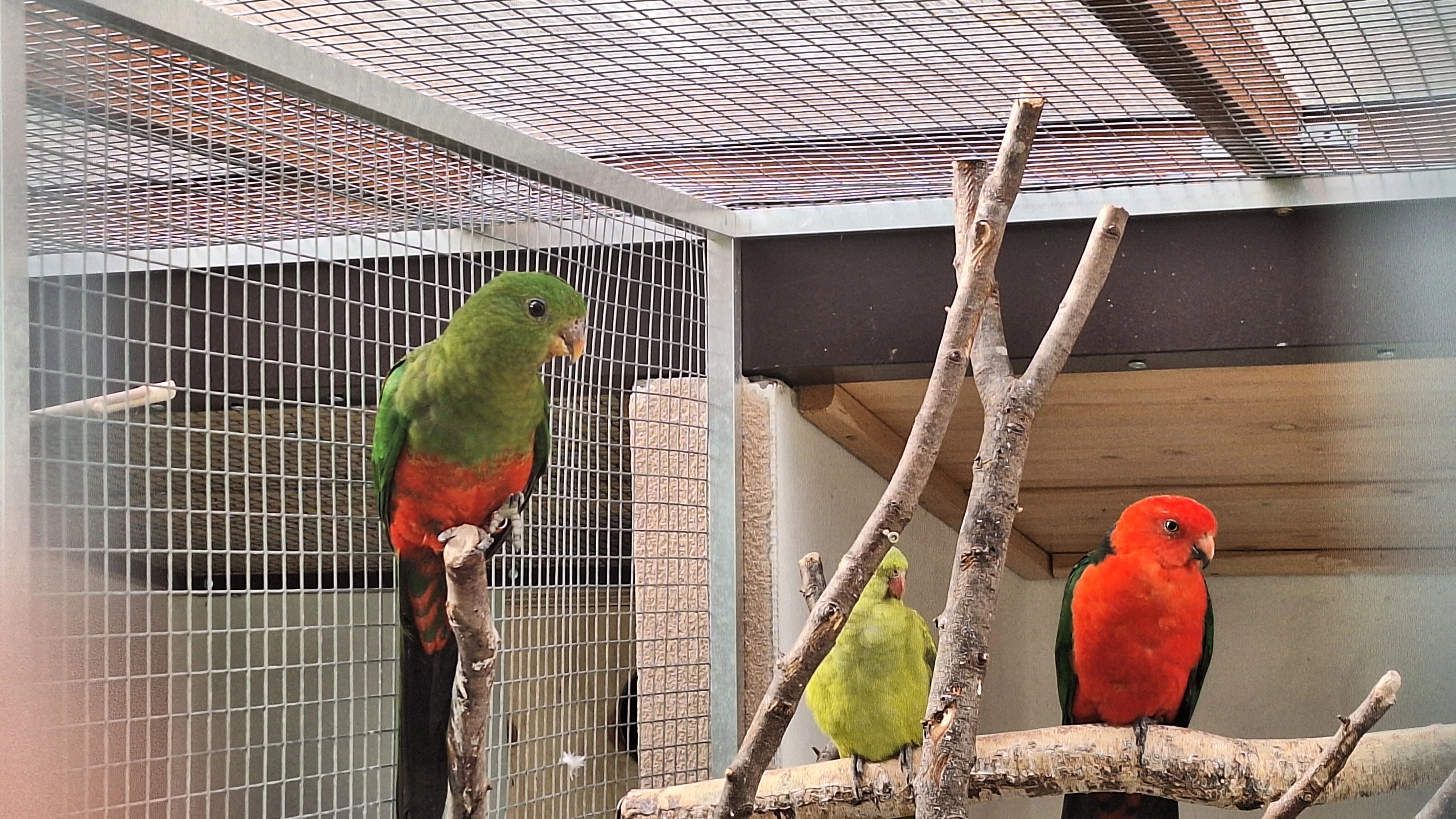 Papoušek královský