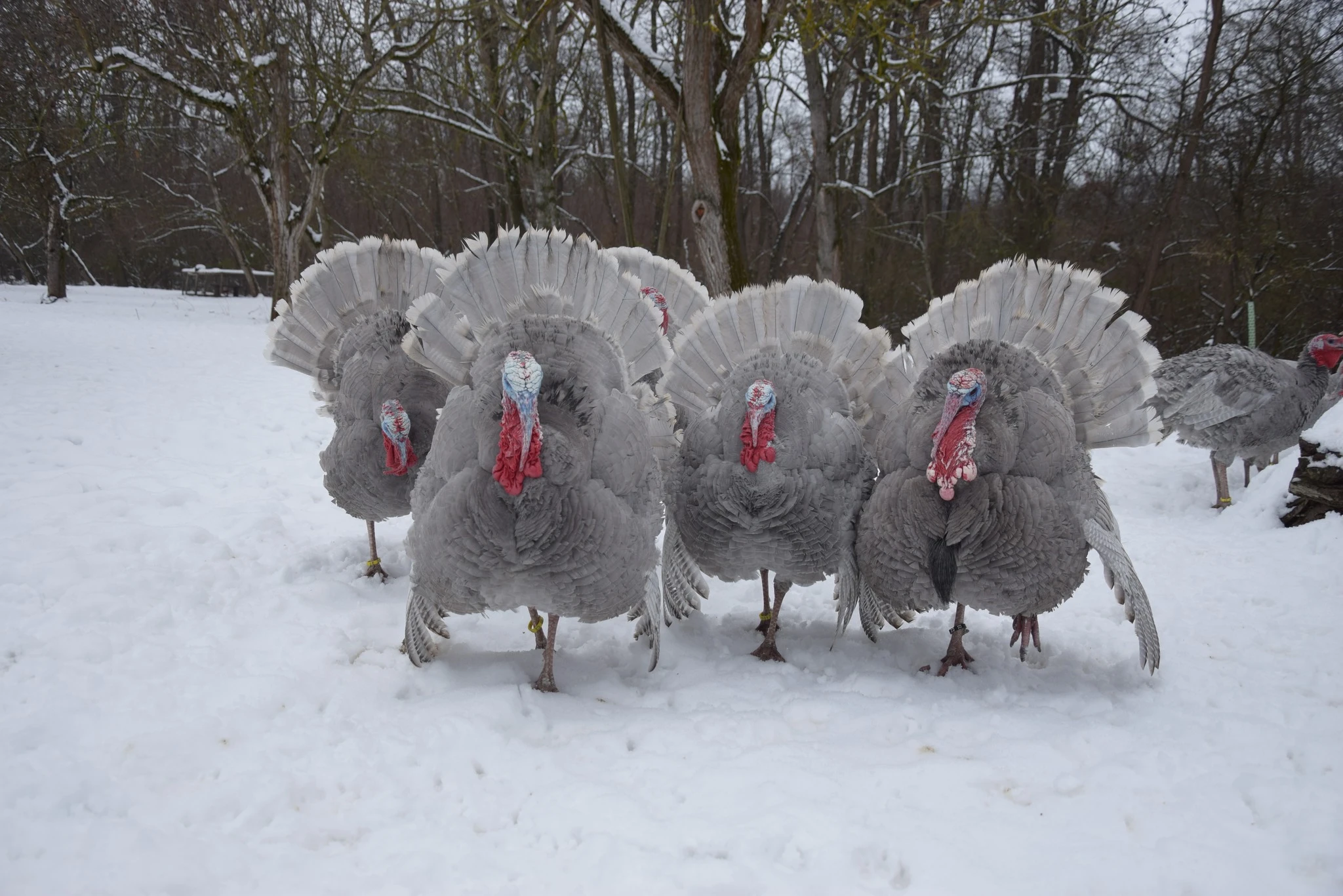 Prodám letošní odchov krůt