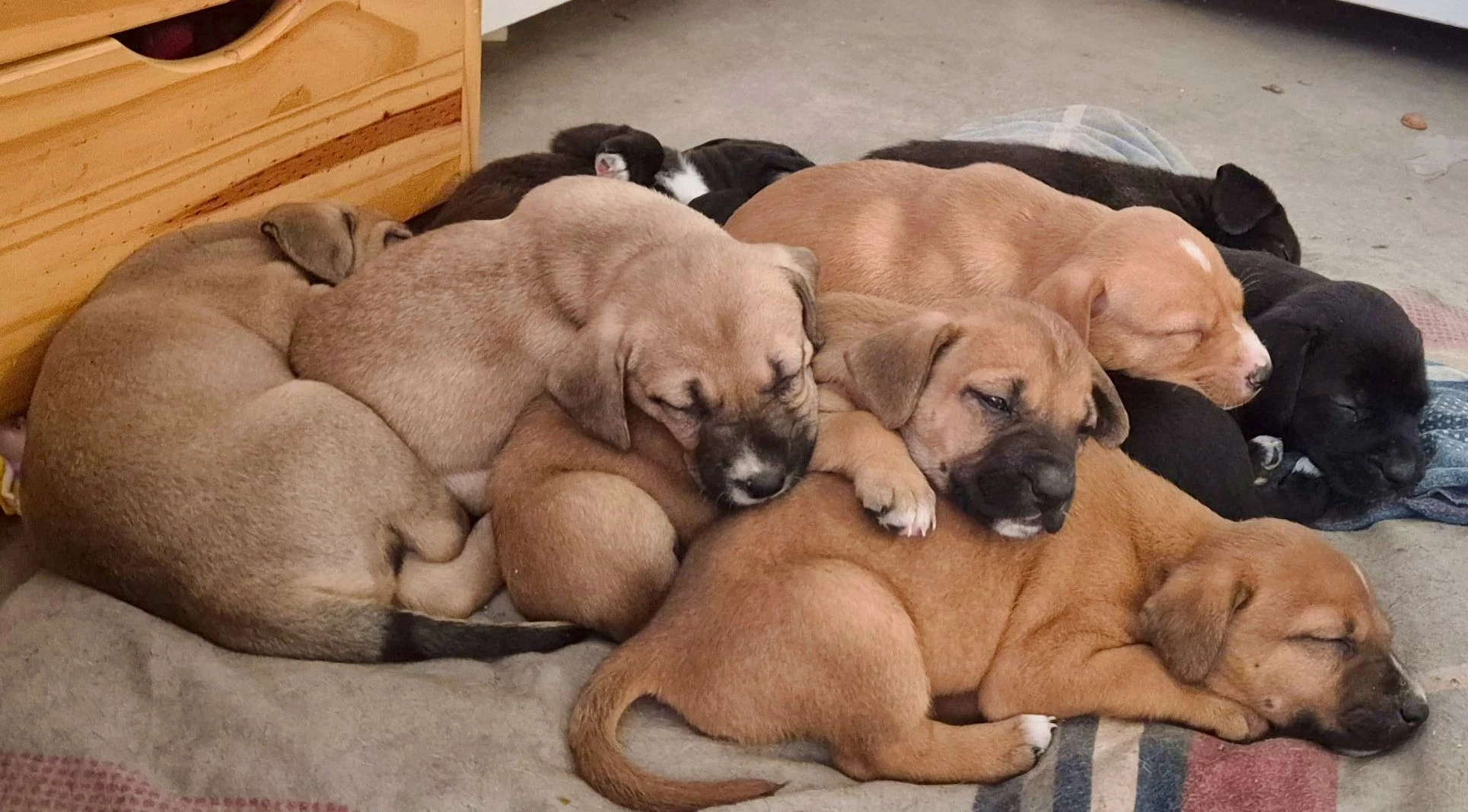 Kříženci – retrívr x labrador x ridgeback x stafford
