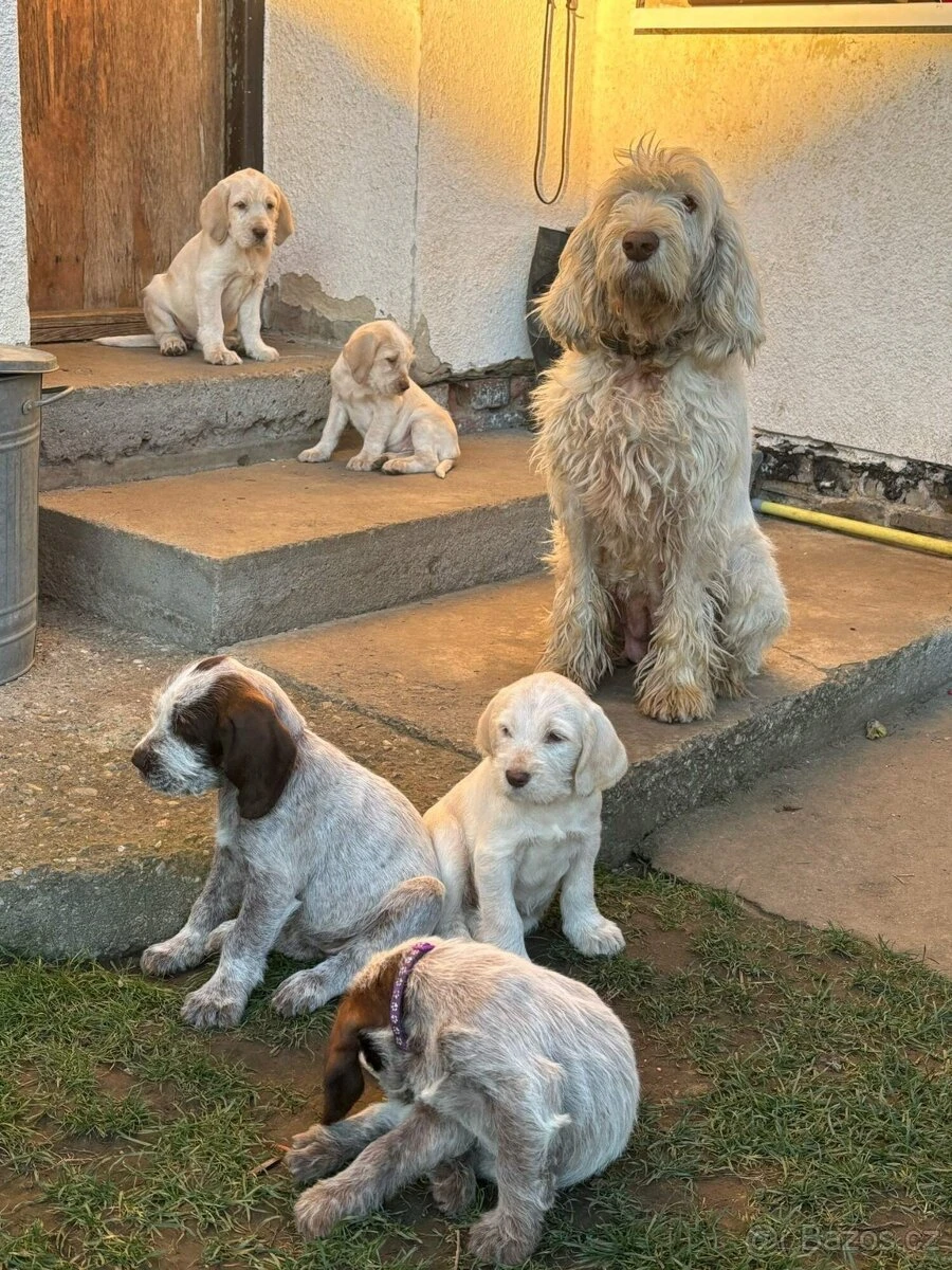 Italský spinone