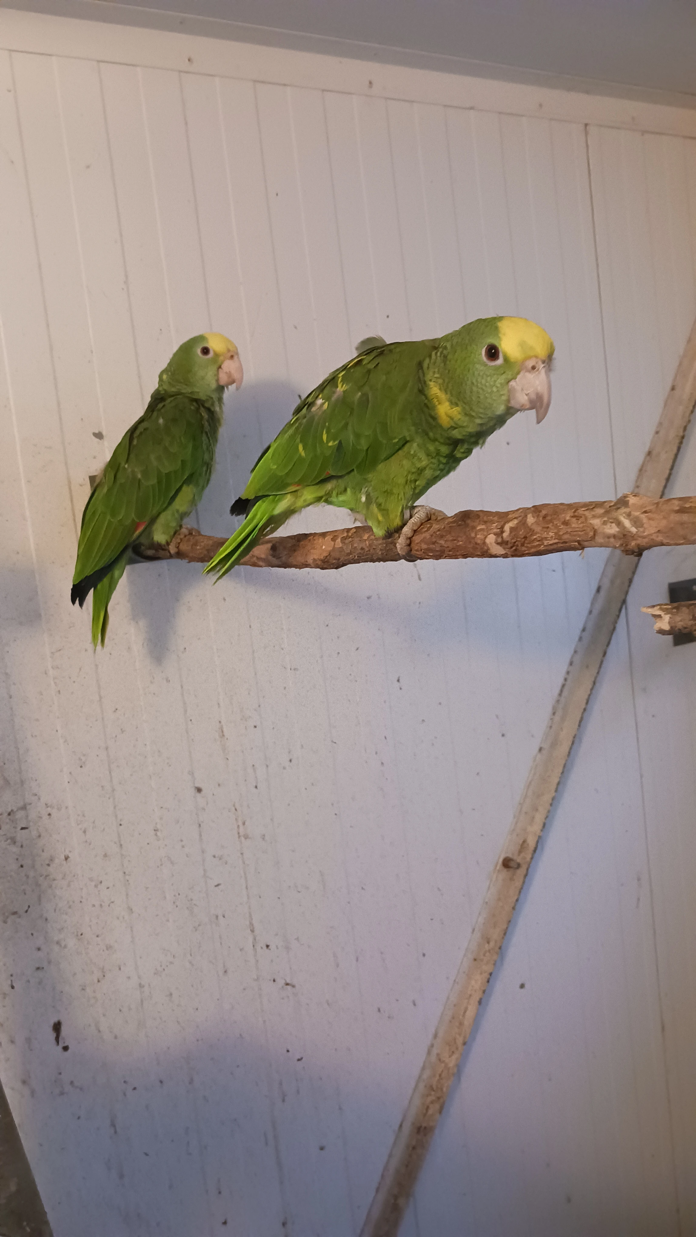 Amazoňan velký - oratrix