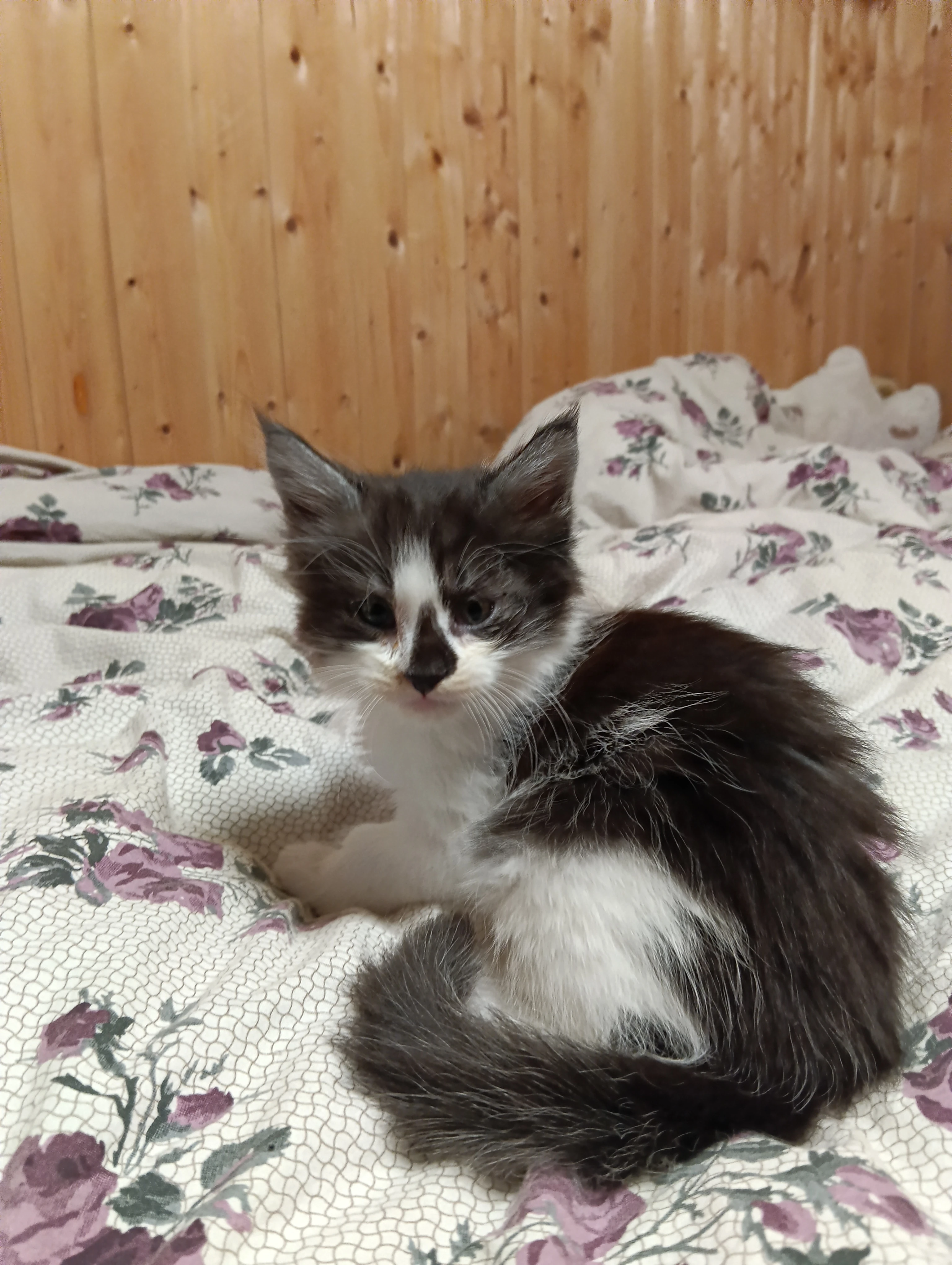 Mainská mývalí koťátka s PP