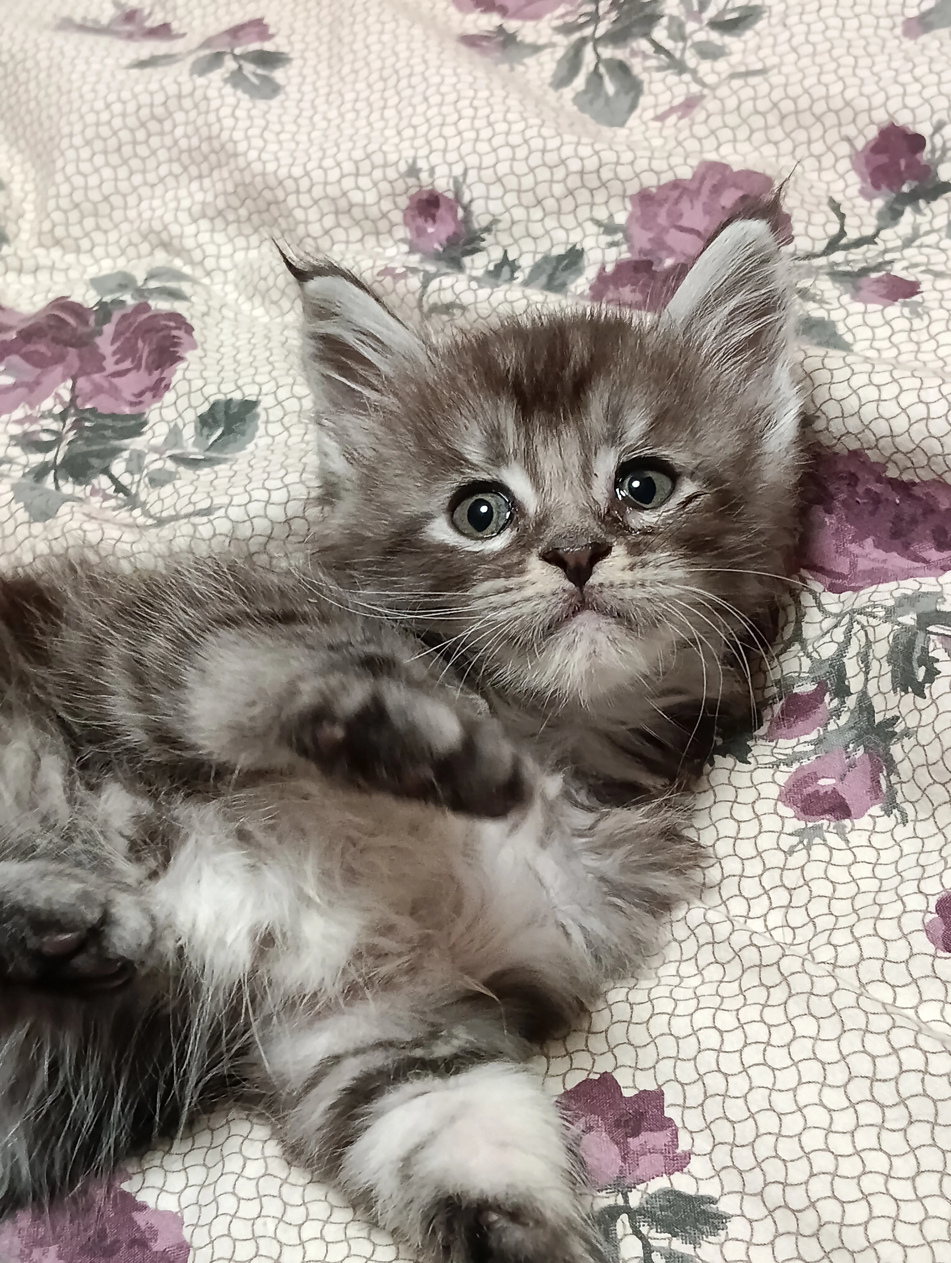 Mainská mývalí koťátka s PP