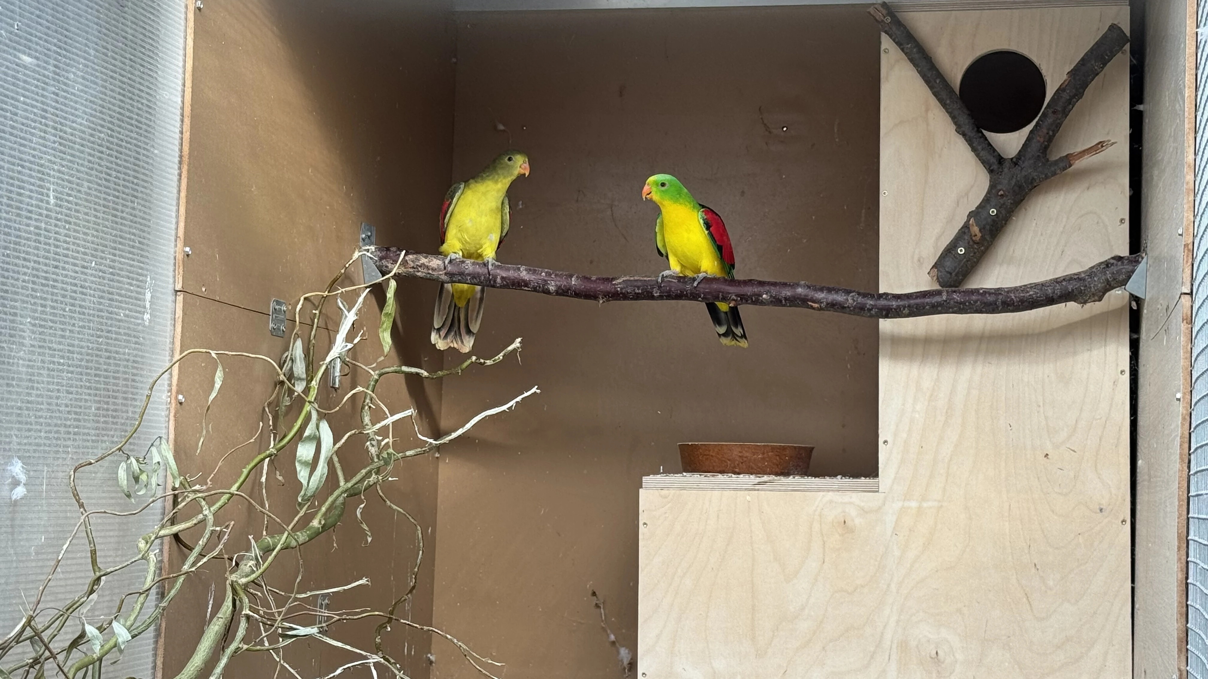 Papoušek červenokřídlý