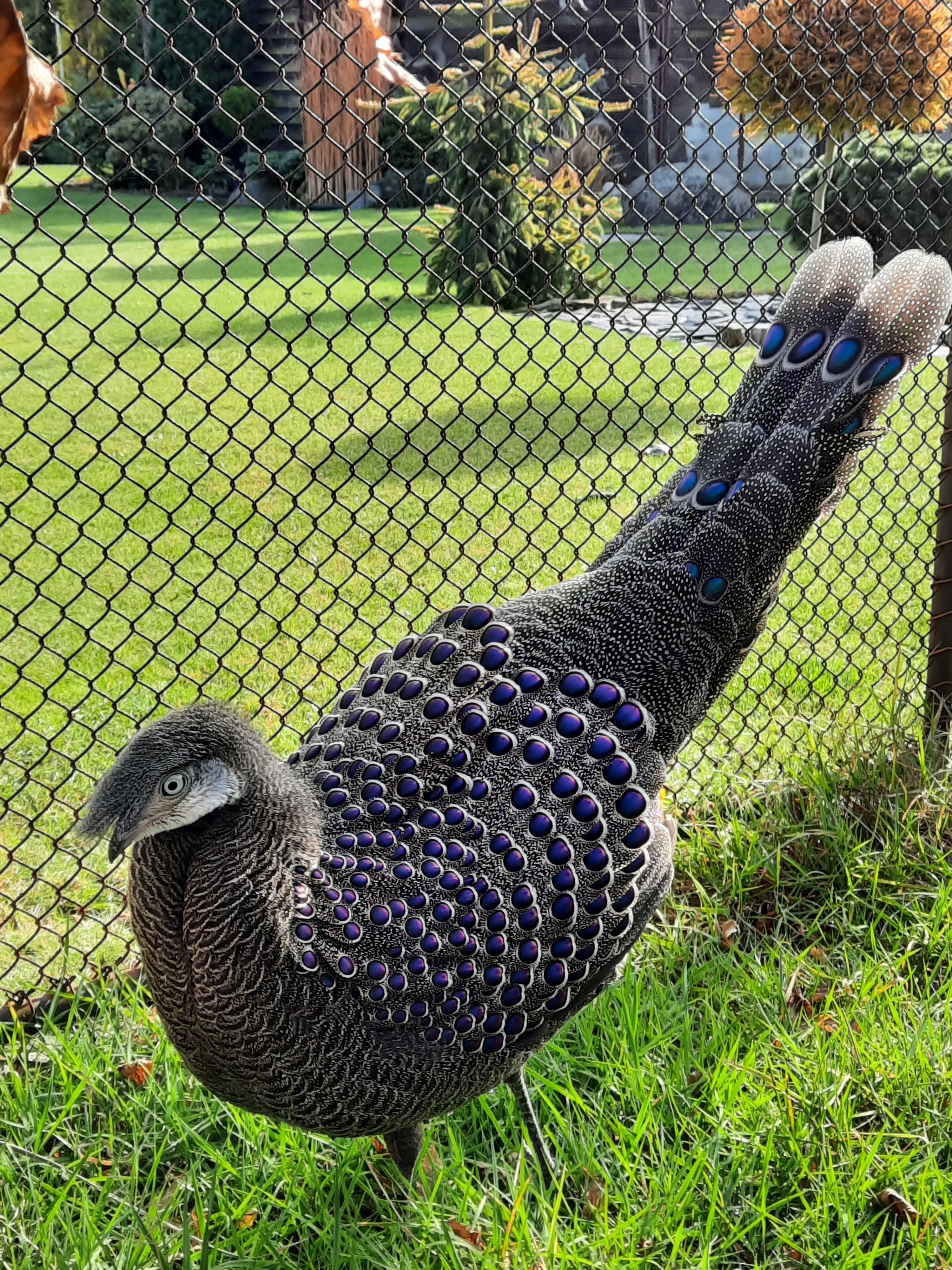 Bažanti paví šedí