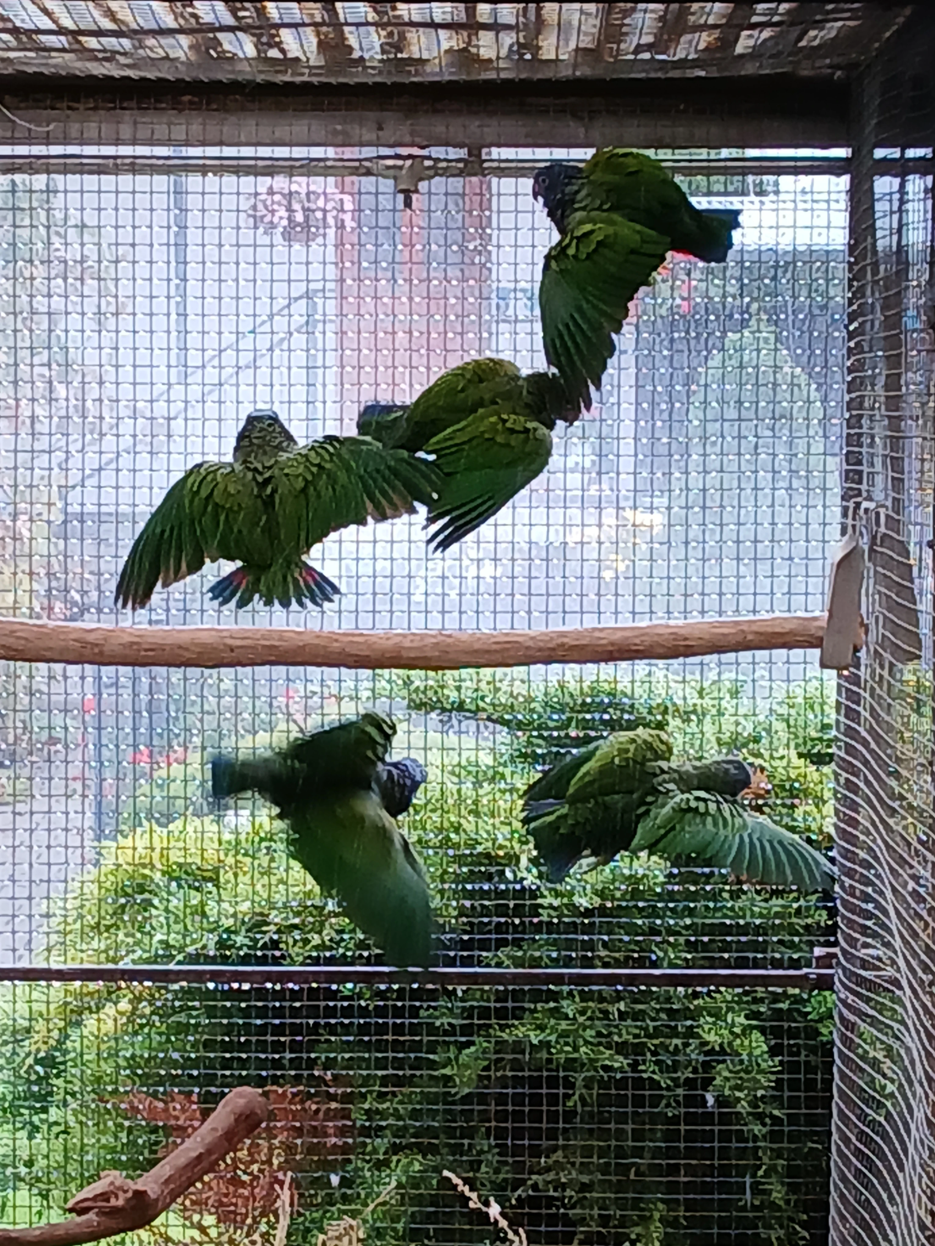 Amazonek modrohlavý.