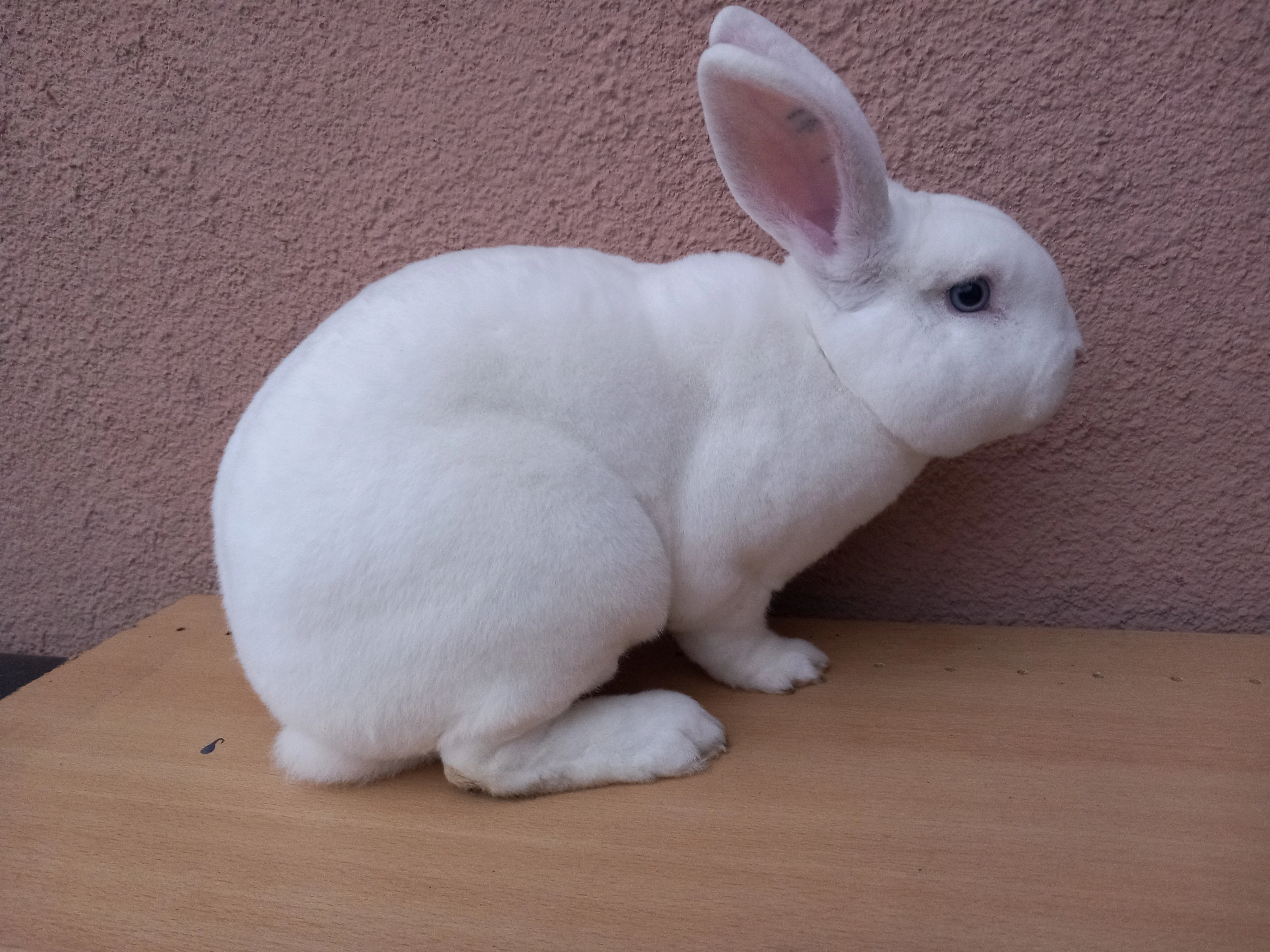 Králiky Rex bílý modrooký