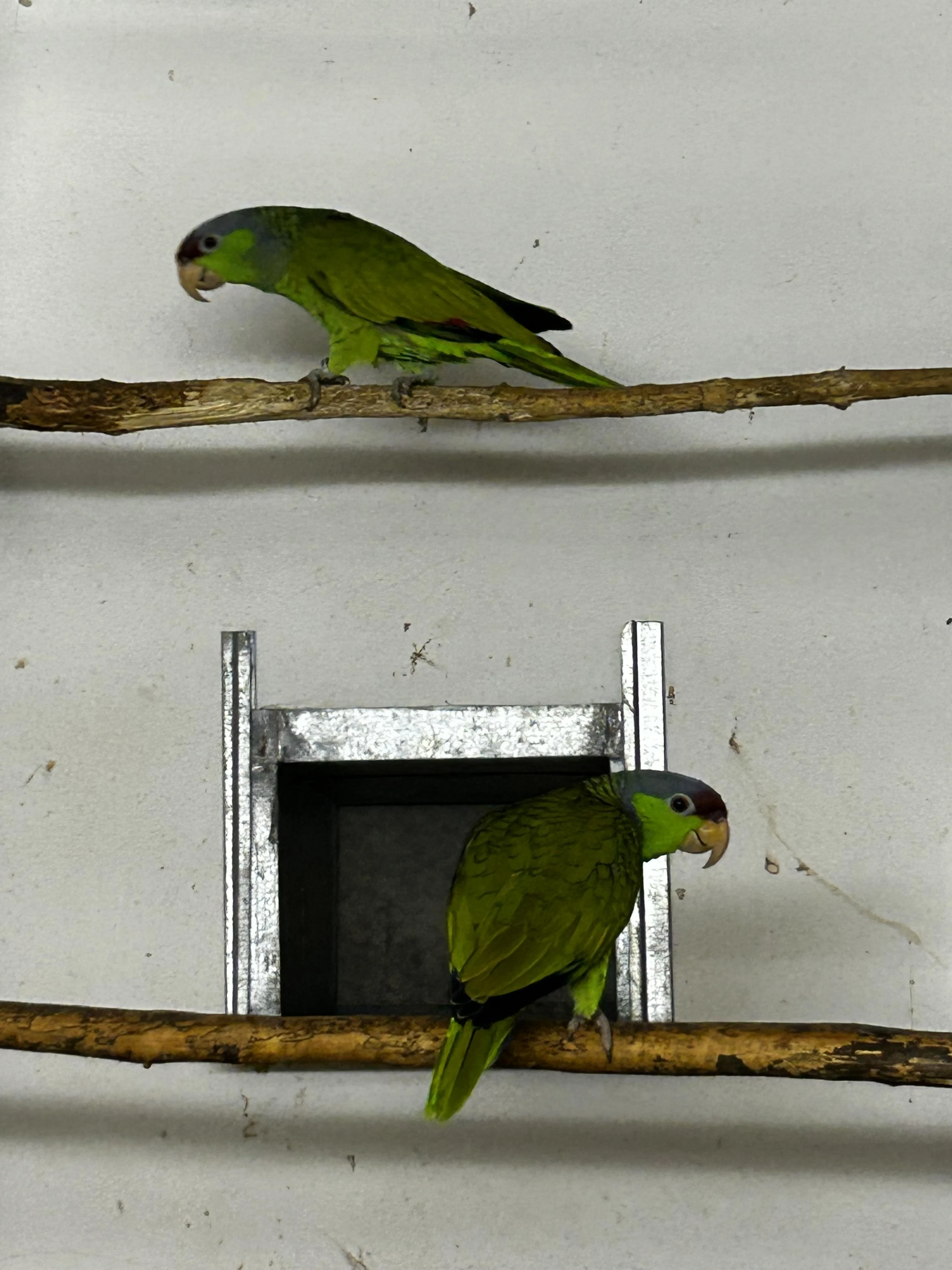 2 samce Amazaňan Fialovotemenný / fishni