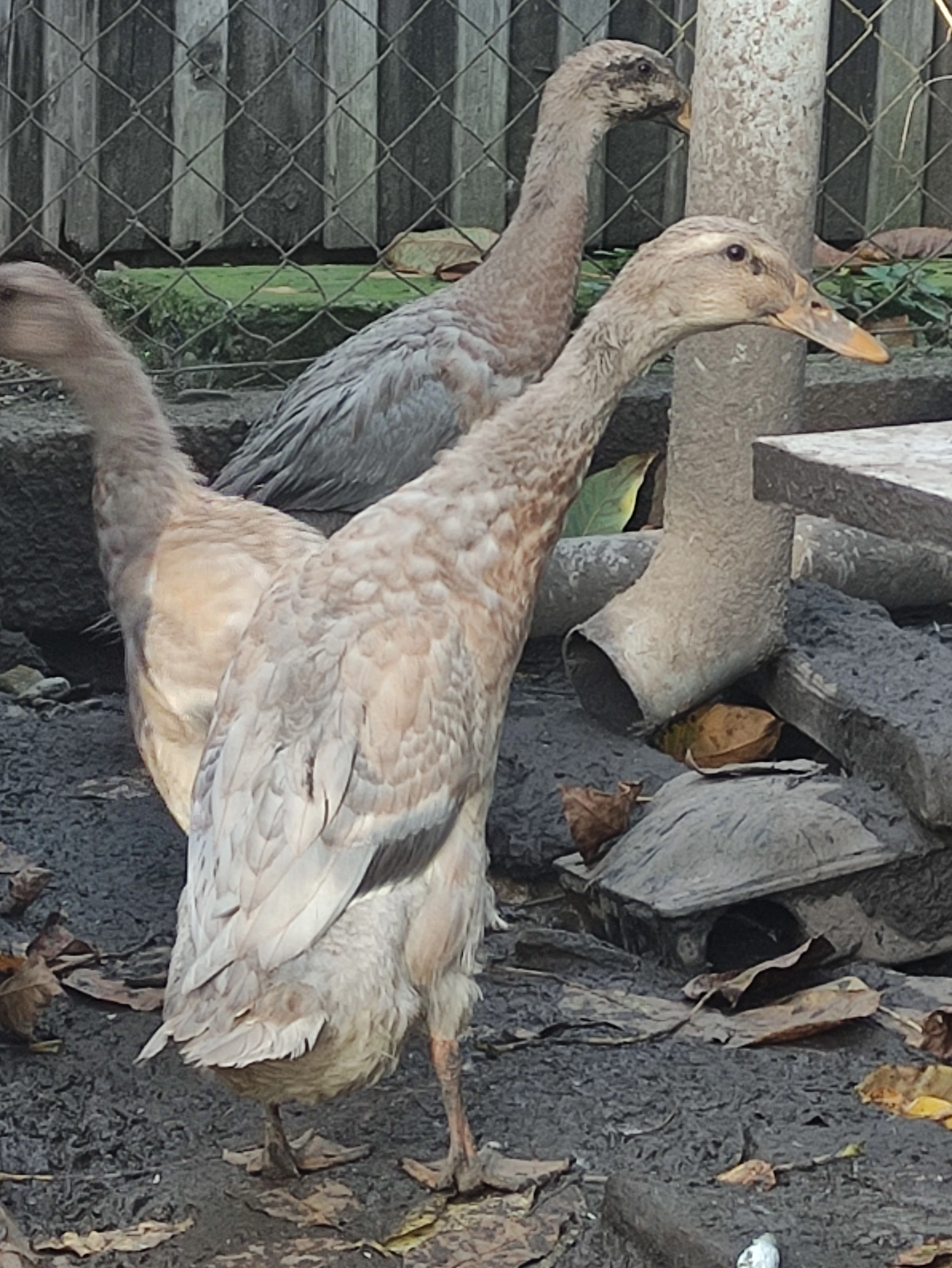 Indický běžec,kluci i holky