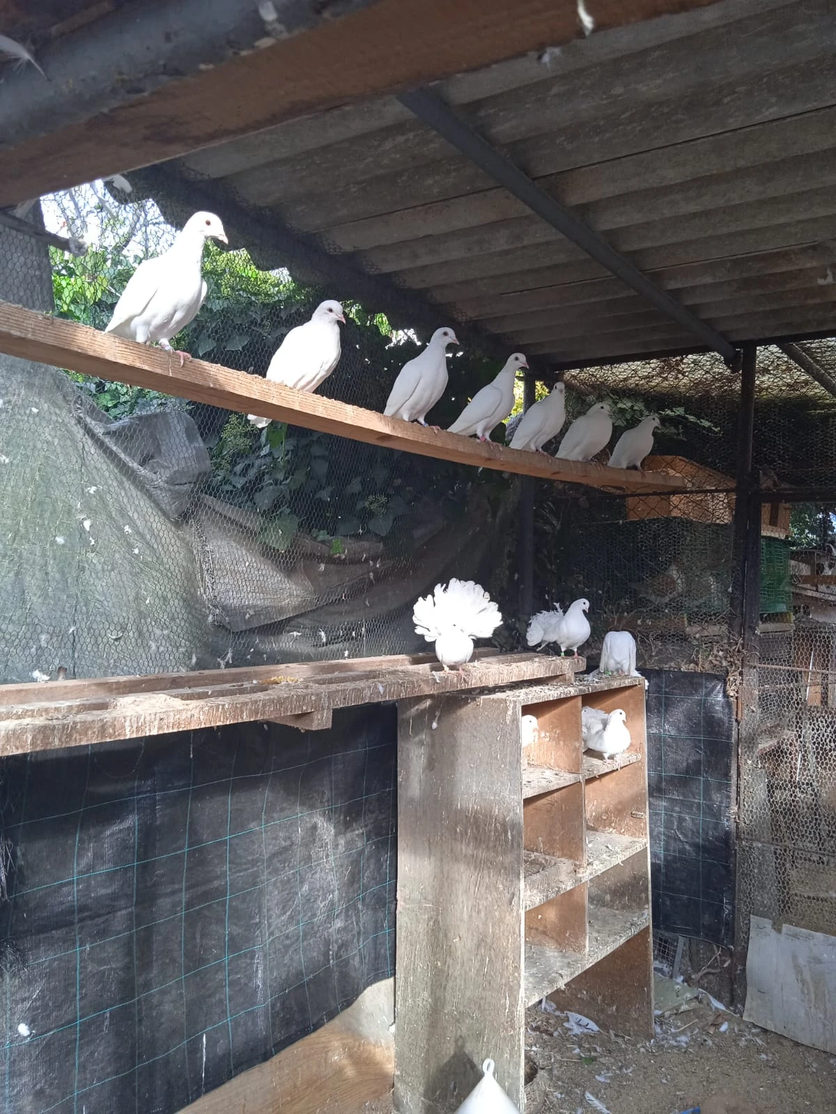 Prodám Anglické pávíky