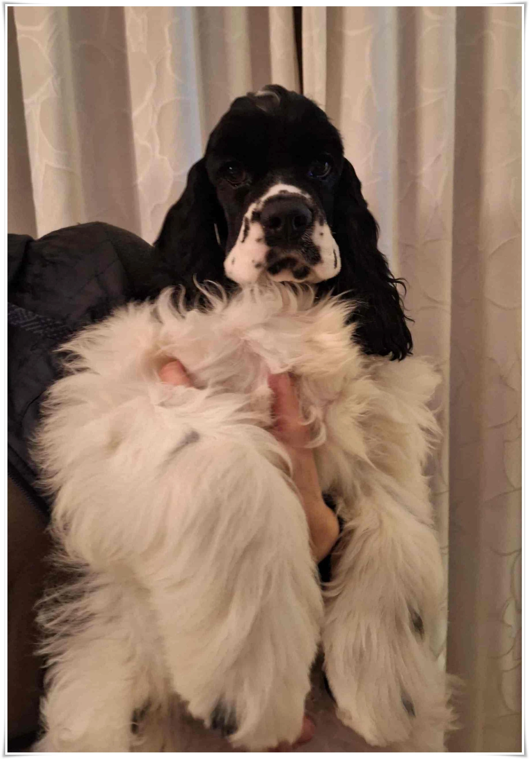 Americký kokršpaněl