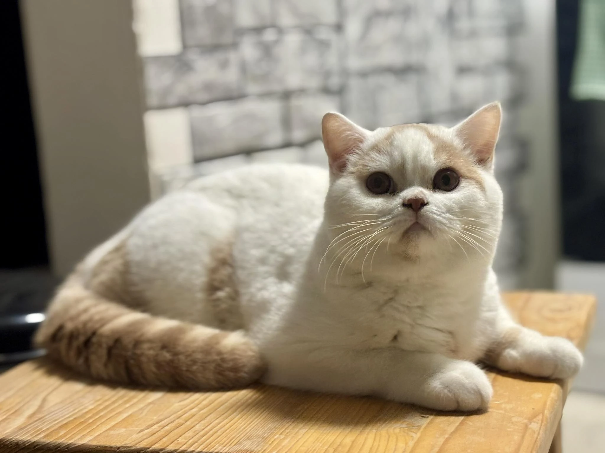 Britský kocourek s PP