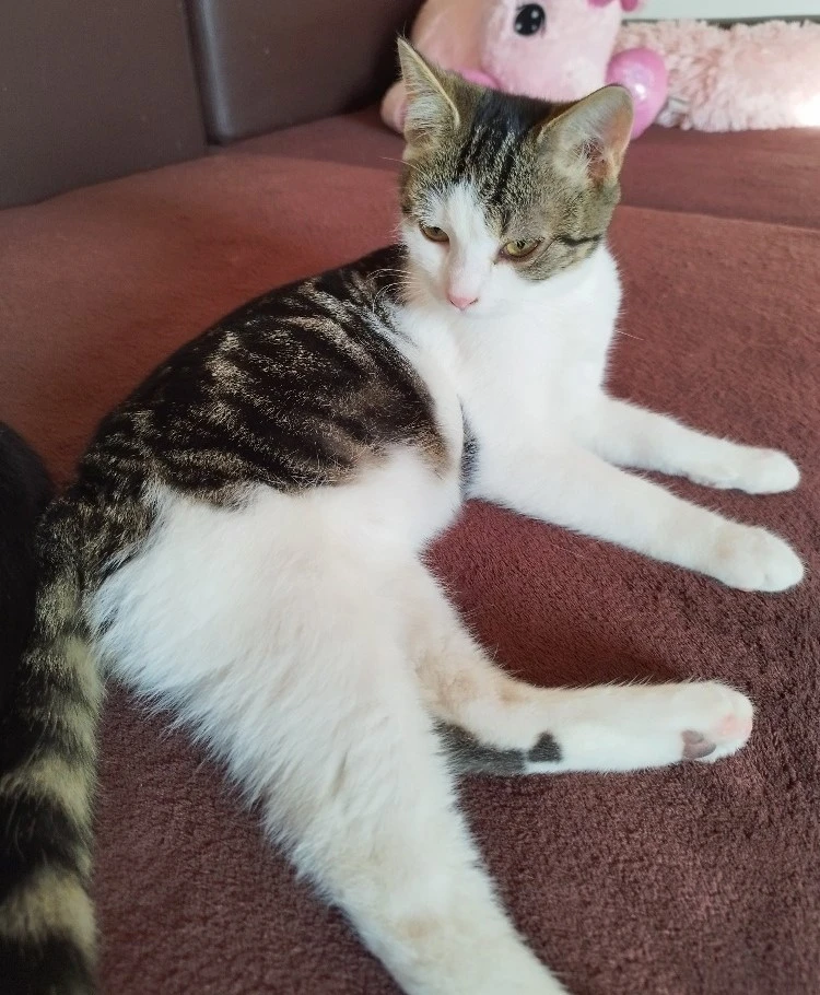 Kocourek Max hledá nový domov