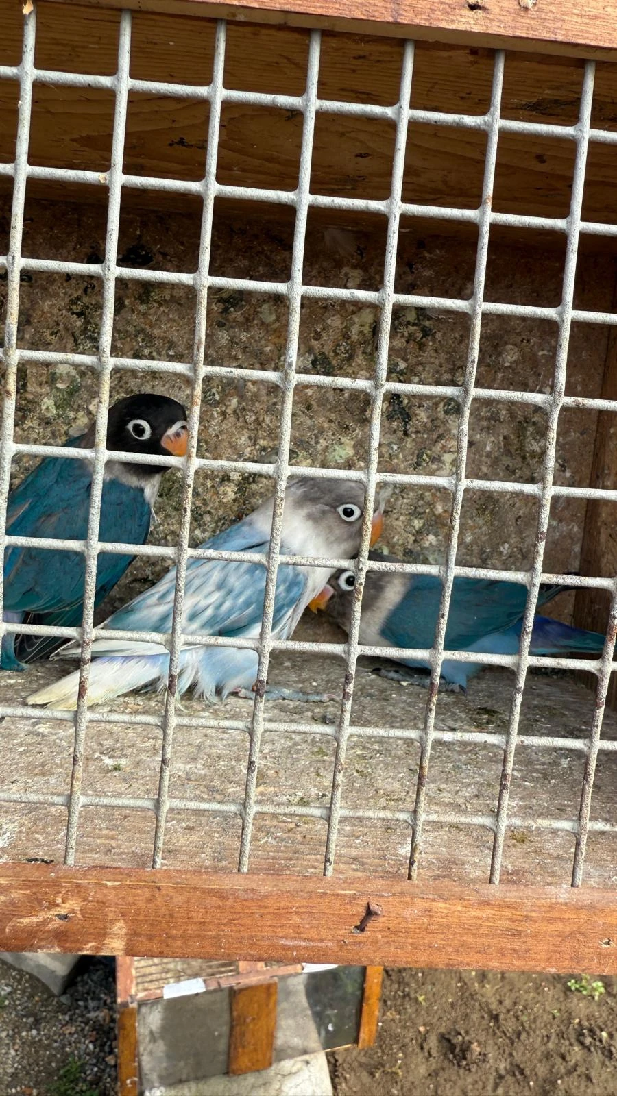 Agapornis škraboškový