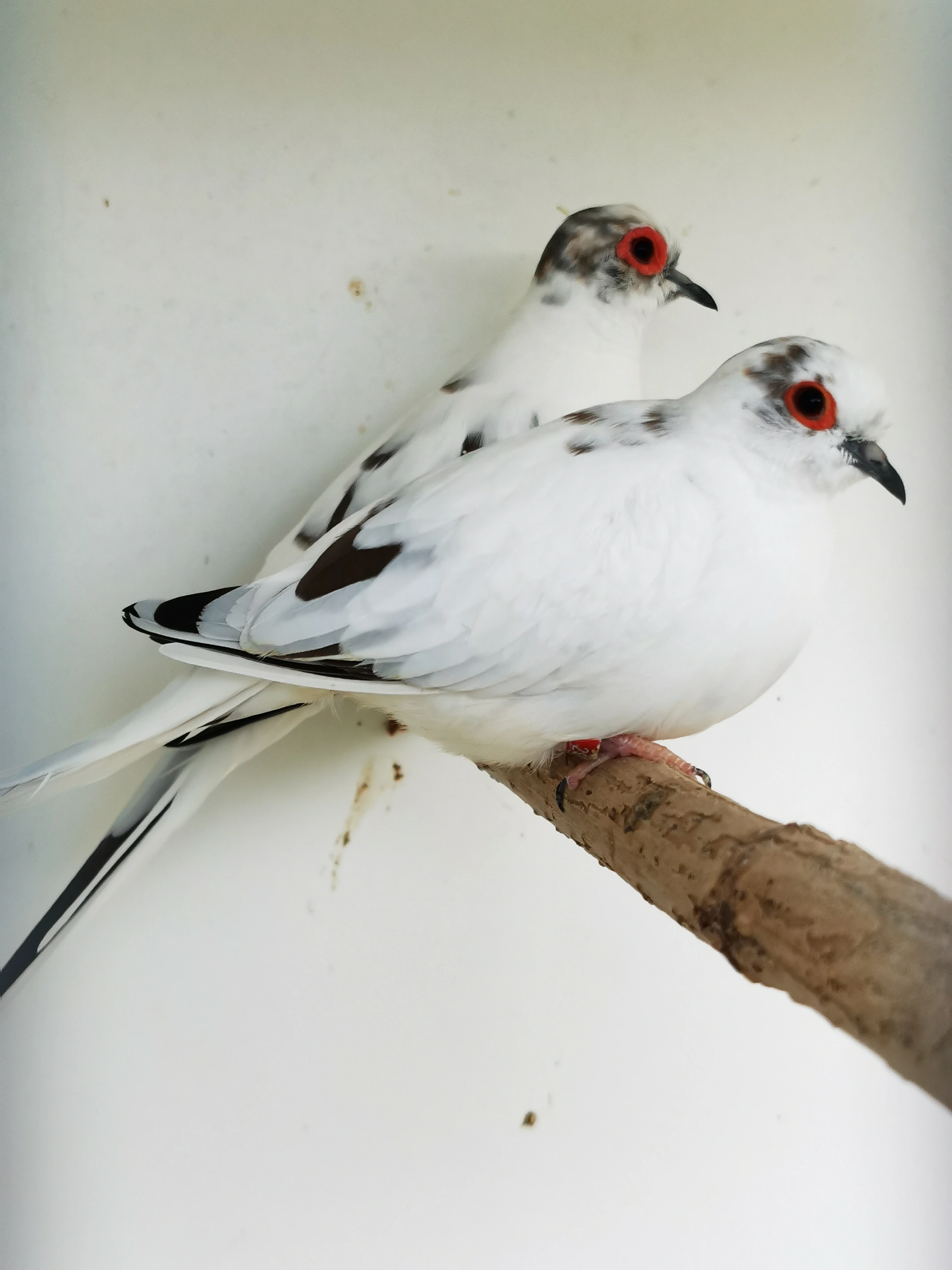 Holoubek diamantový straky 2025