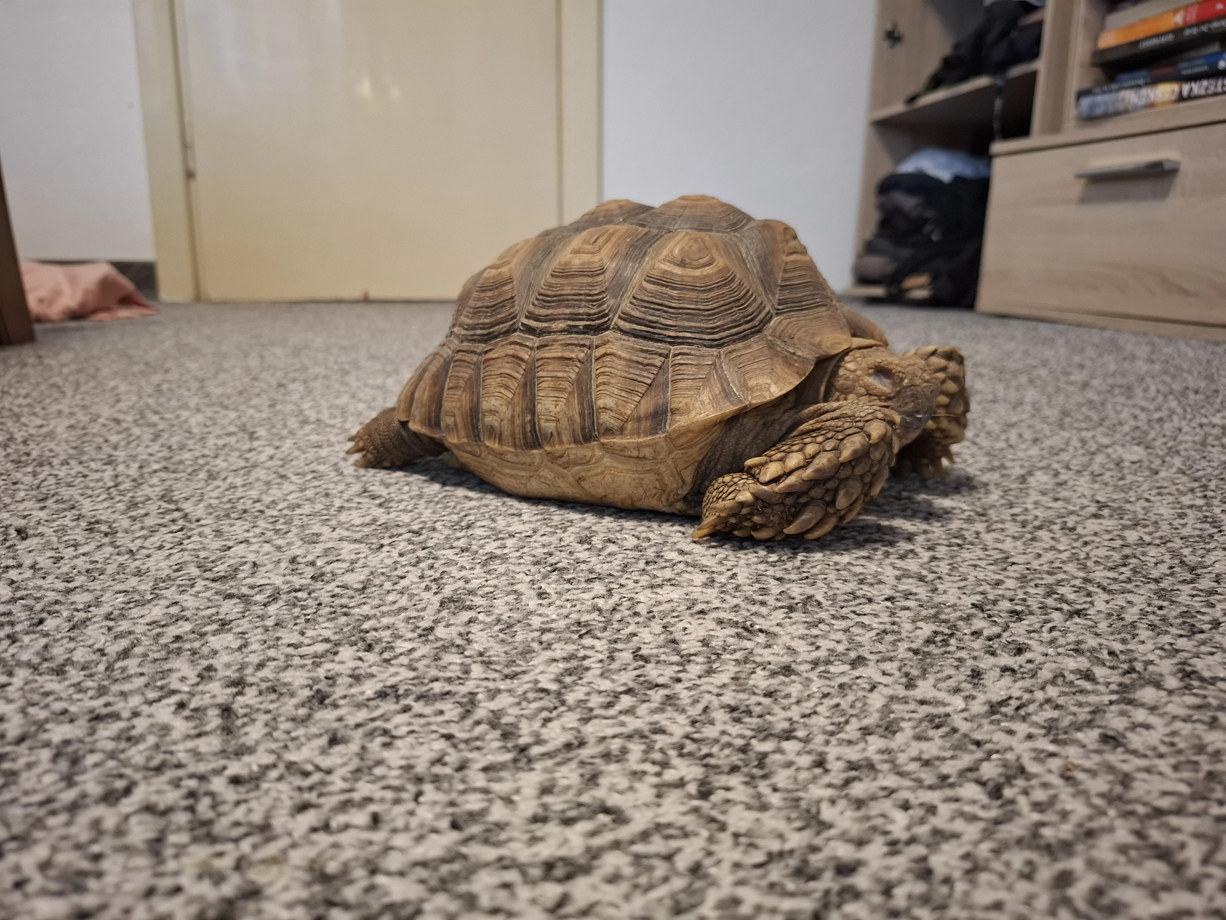 Sulcata želva ostruhata