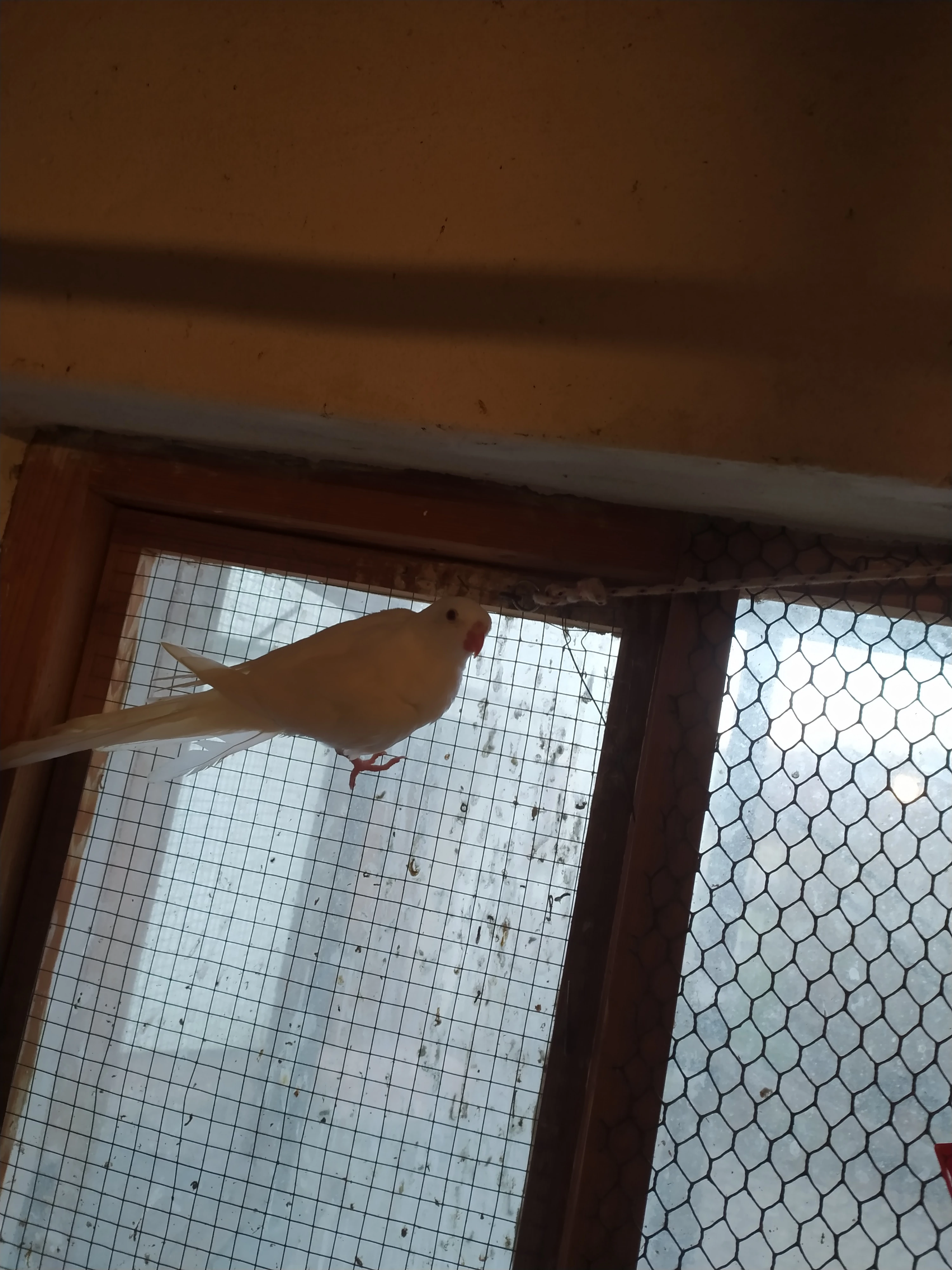 Alexandřin princeska