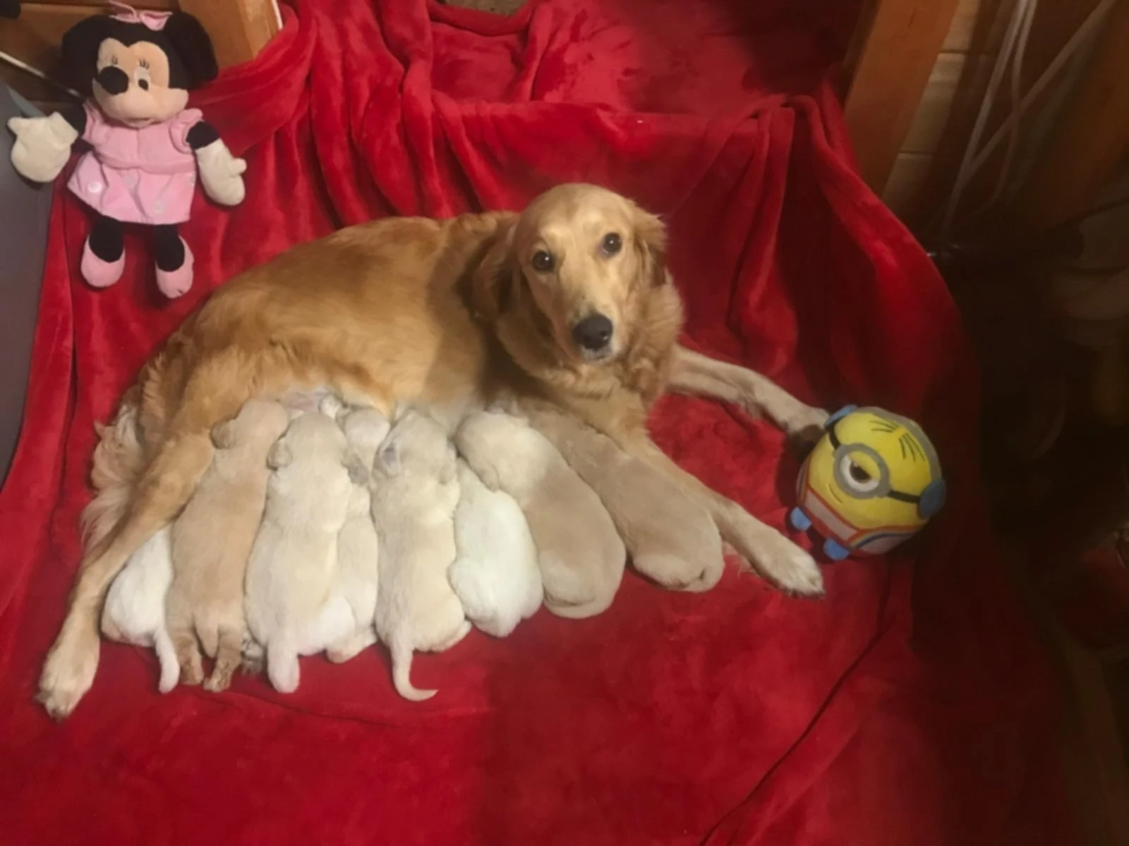 Štěňata Zlatý Retriver