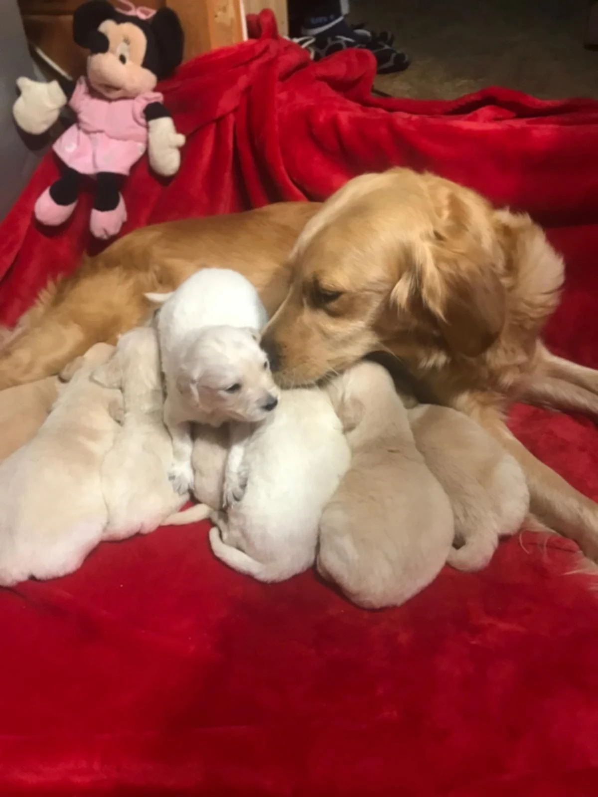 Štěňata Zlatý Retriver