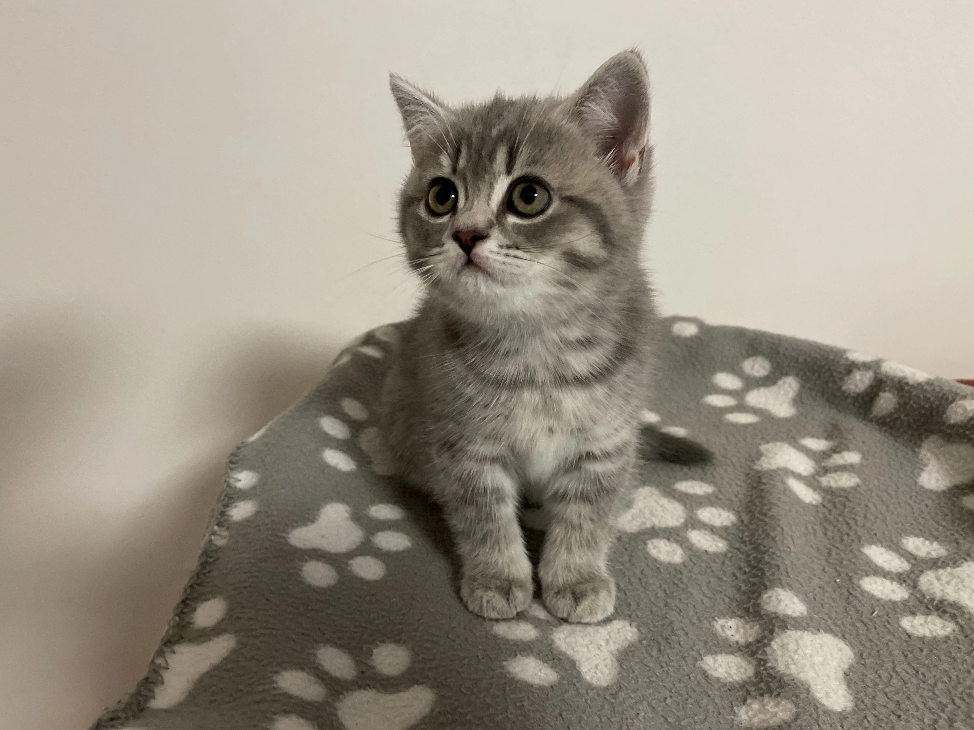 Britské koťátko bez PP (kočička světlá)