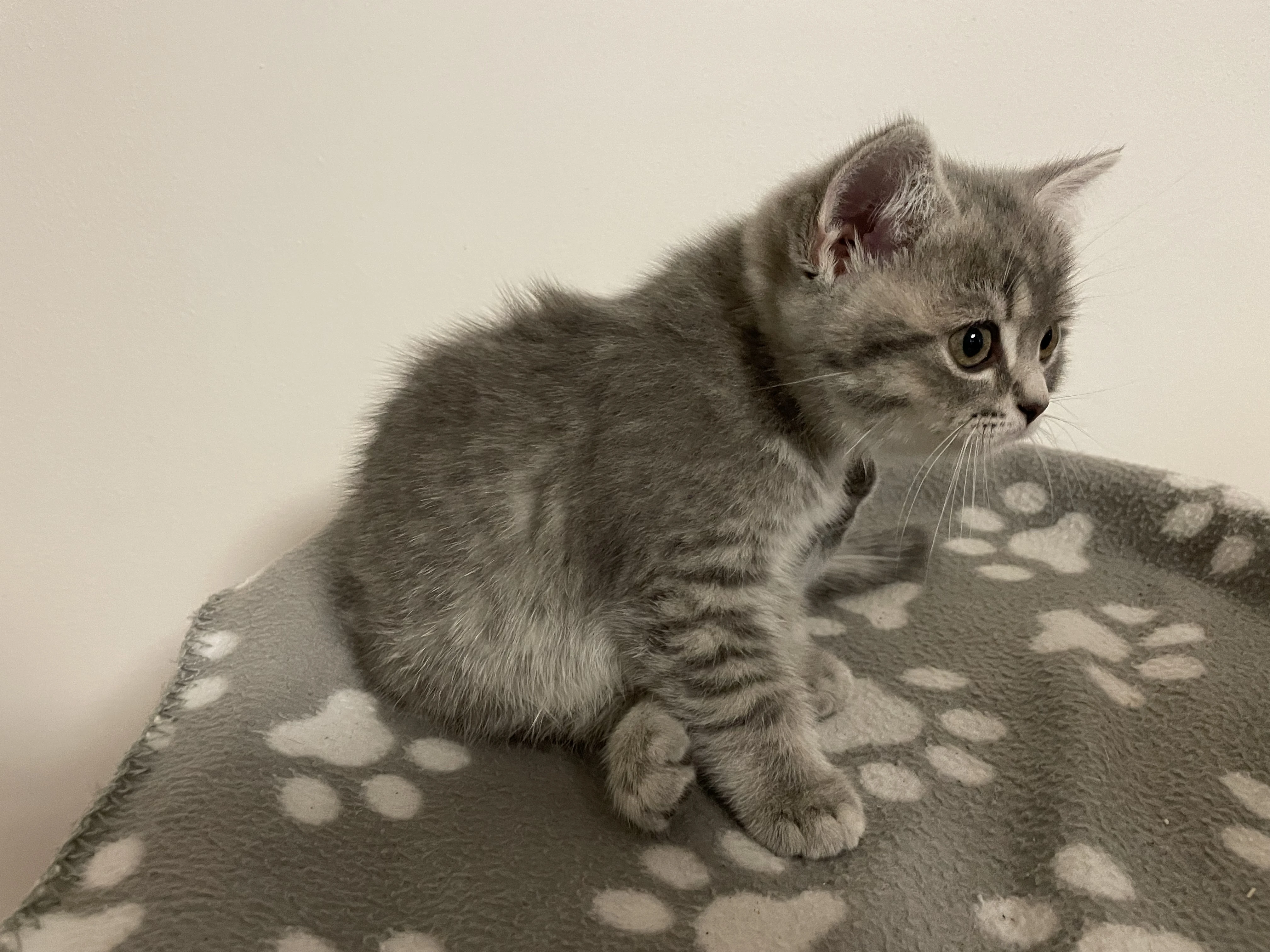 Koťátko bez PP (kočička světlá)