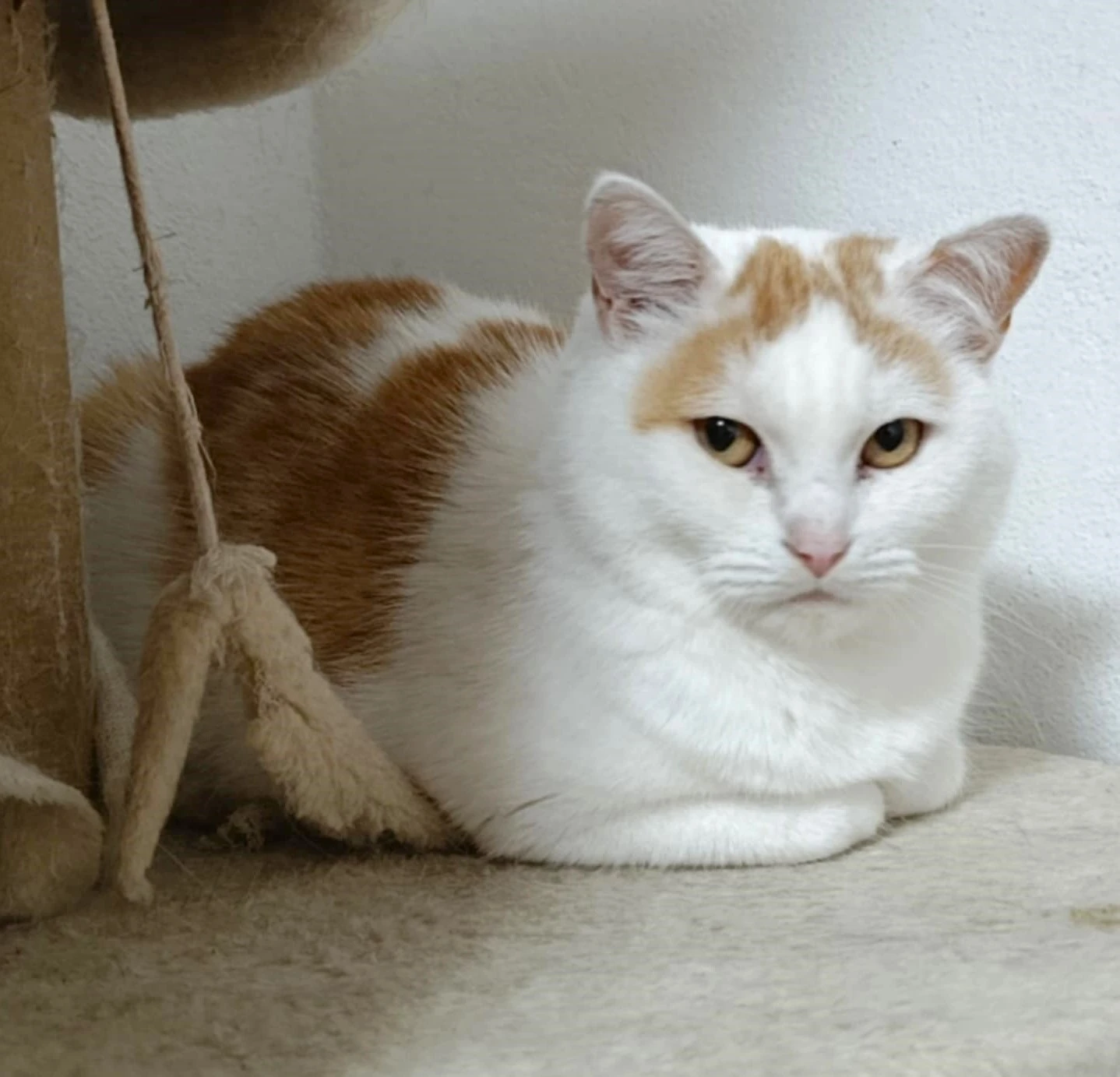 Kočička Růženka hledá nový domov