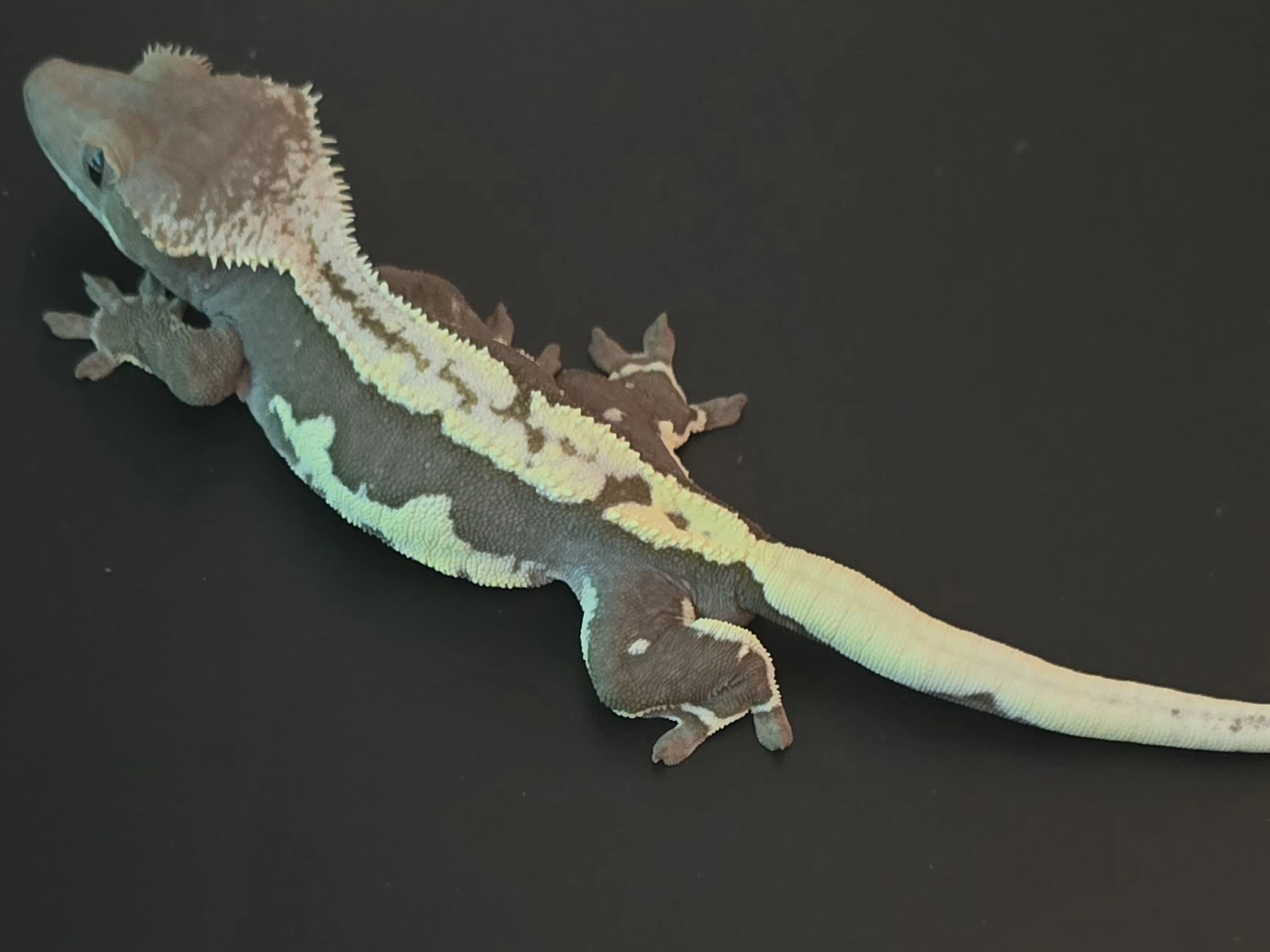 Prodám samce lw ax.