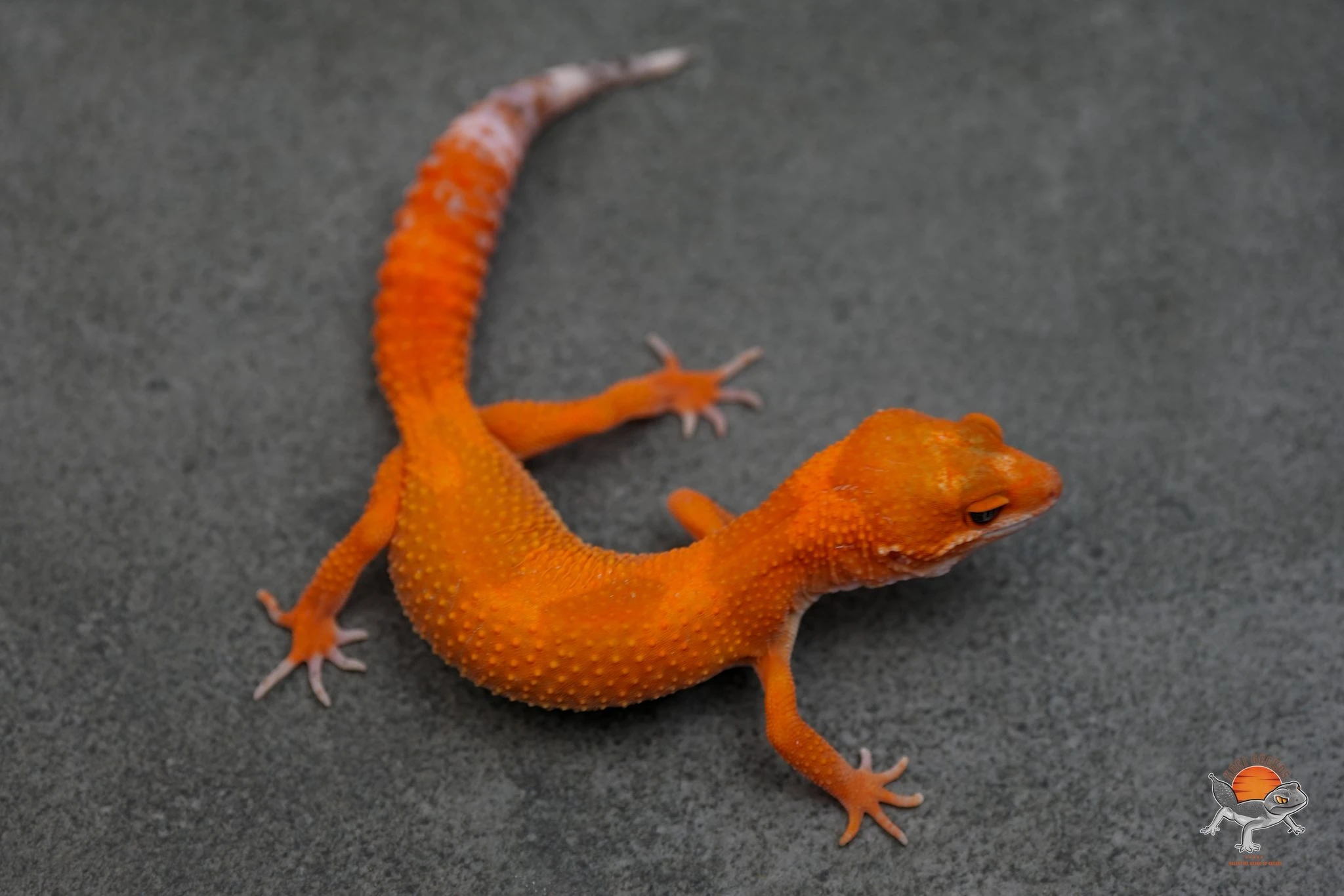 Mutace gekončíků nočních (Eublepharis macularius)