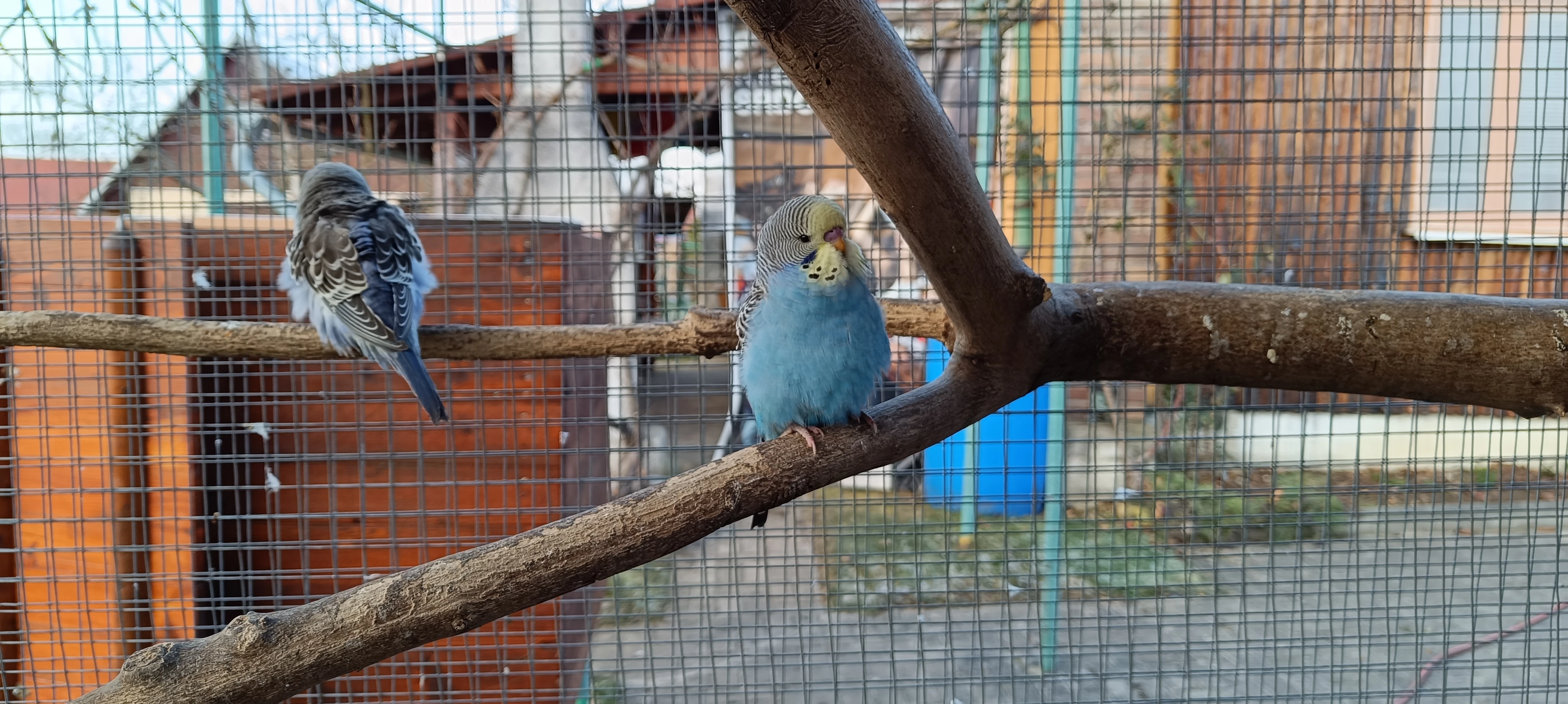 Prodám andulky z venkovní voliéry