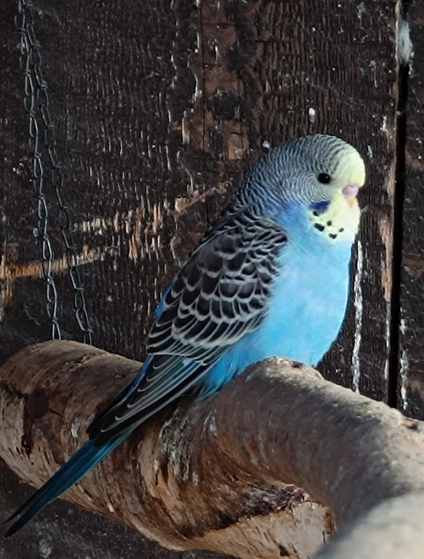 Prodám andulky z venkovní voliéry