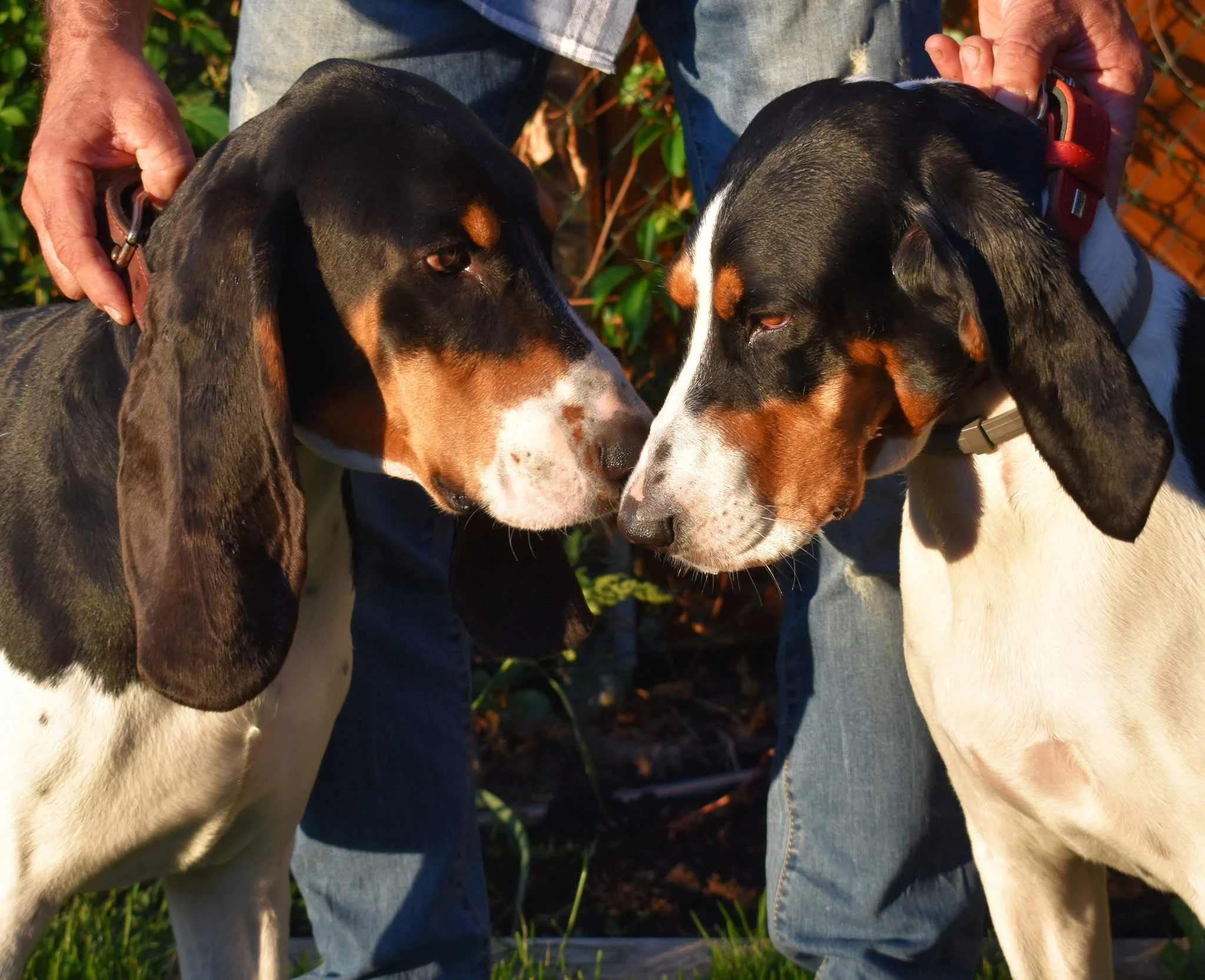 Štěňata Bernského honiče