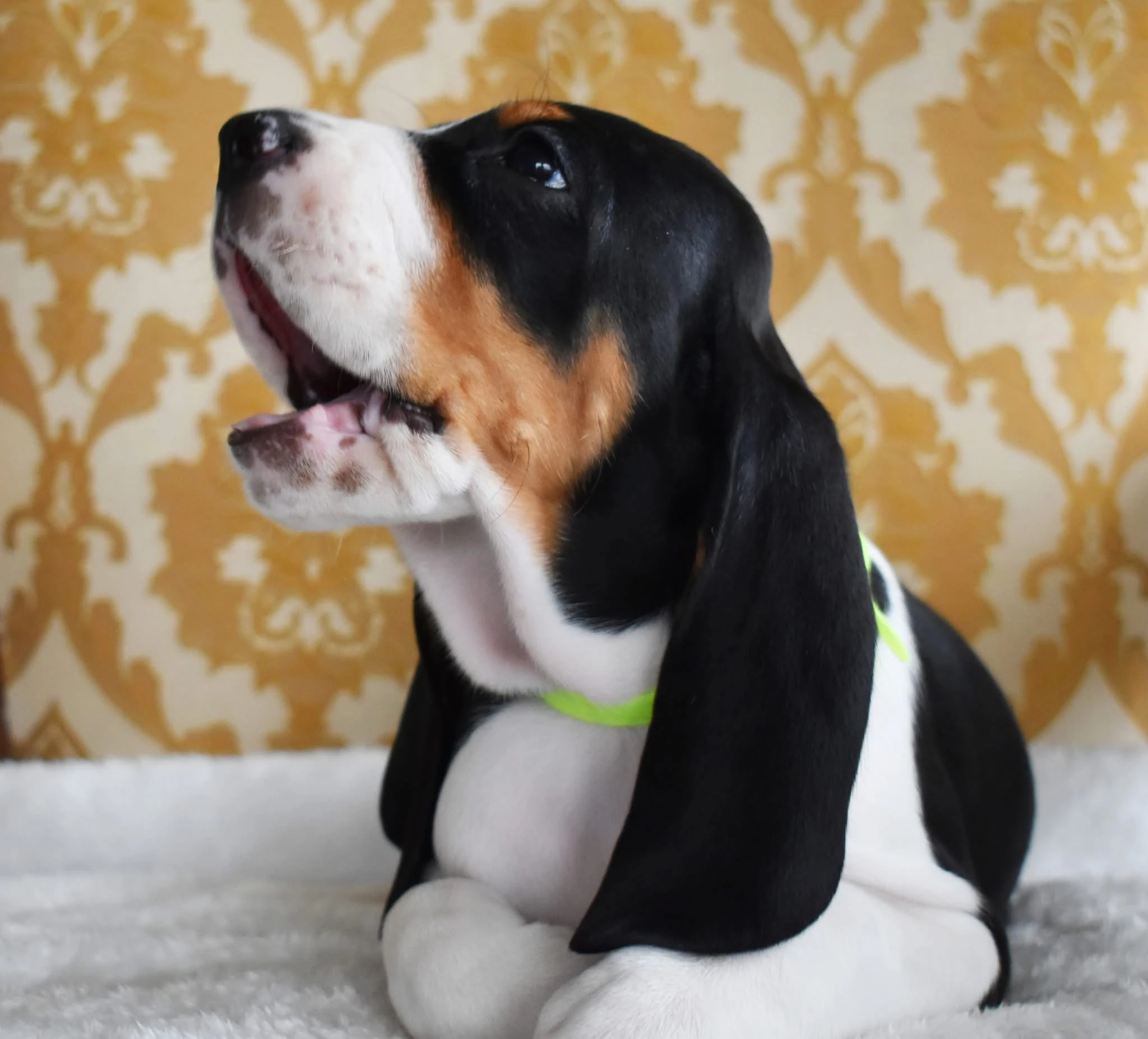 Štěňata Bernského honiče