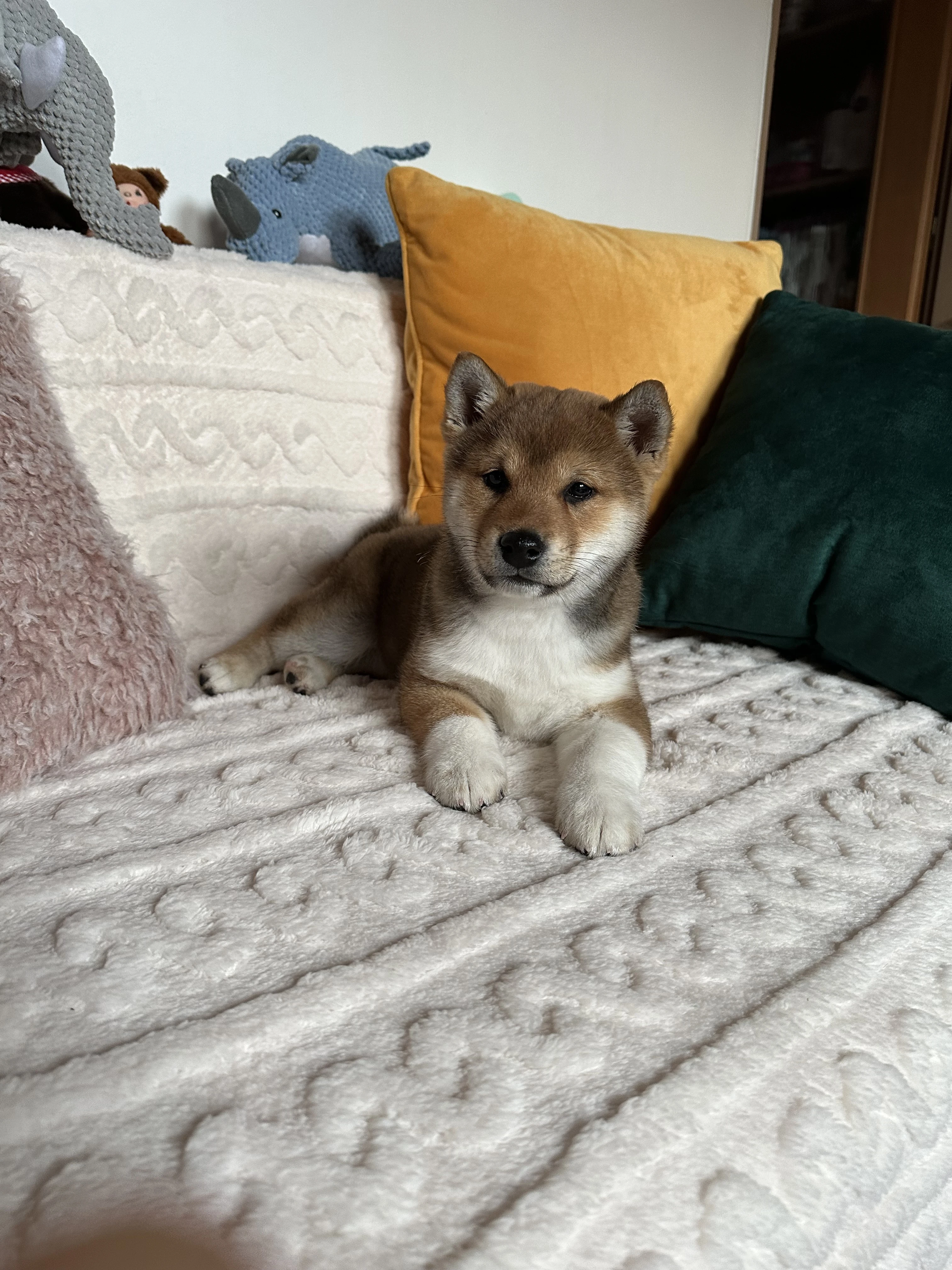 Štěňátko Shiba inu s PP